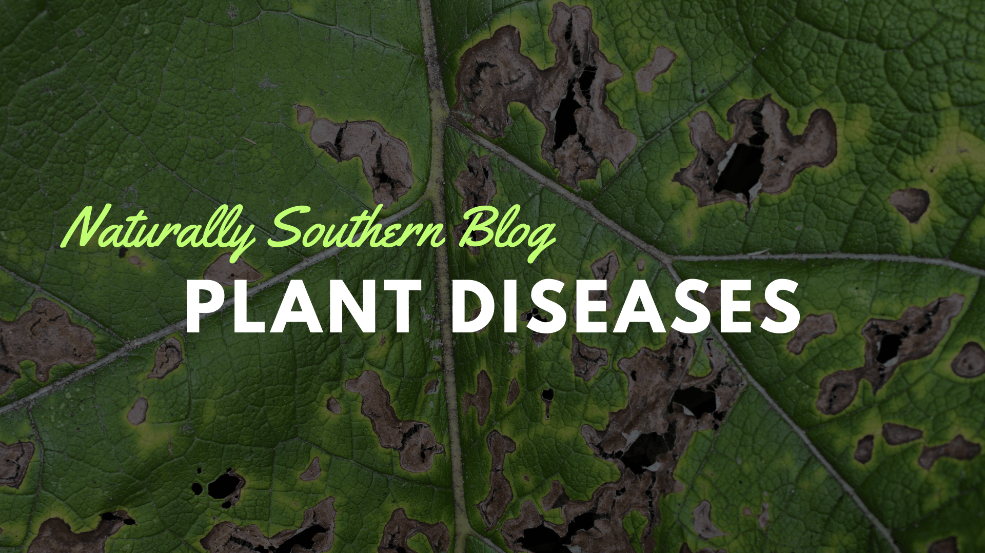 Battling Botanical Adversaries: A Guide to Common Plant Diseases - Southern Seeds