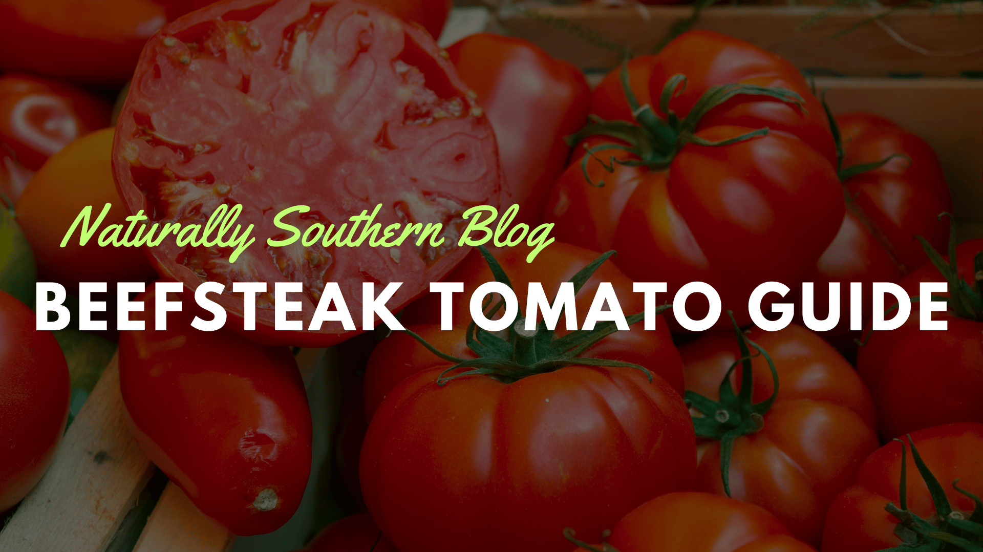 Beefsteak Tomato Guide: From Seed to Harvest - Southern Seeds