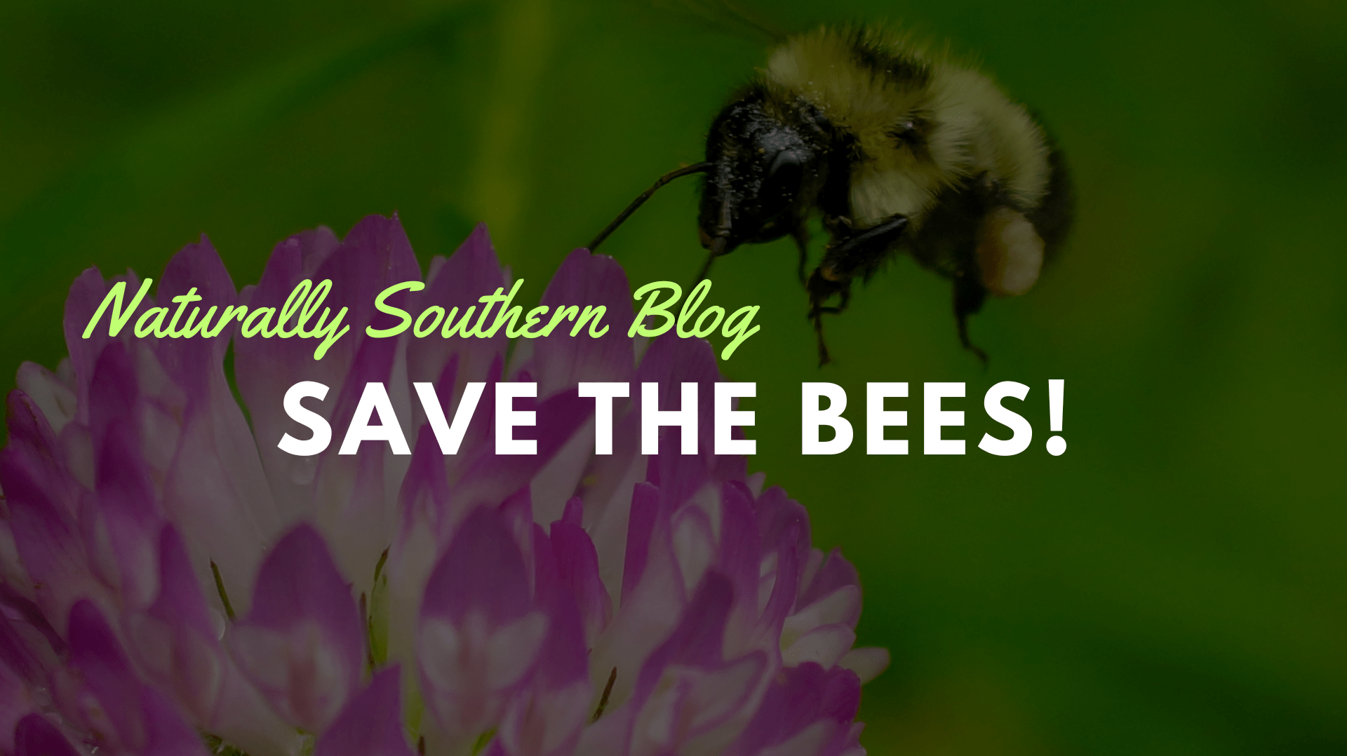 Bees in the Garden: Why We Need Them and How to Attract Them - Southern Seeds
