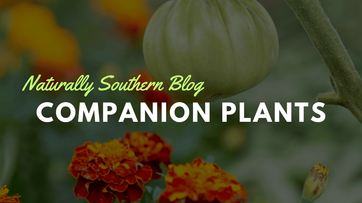 Companion Planting: What Works and Why  Southern Seeds