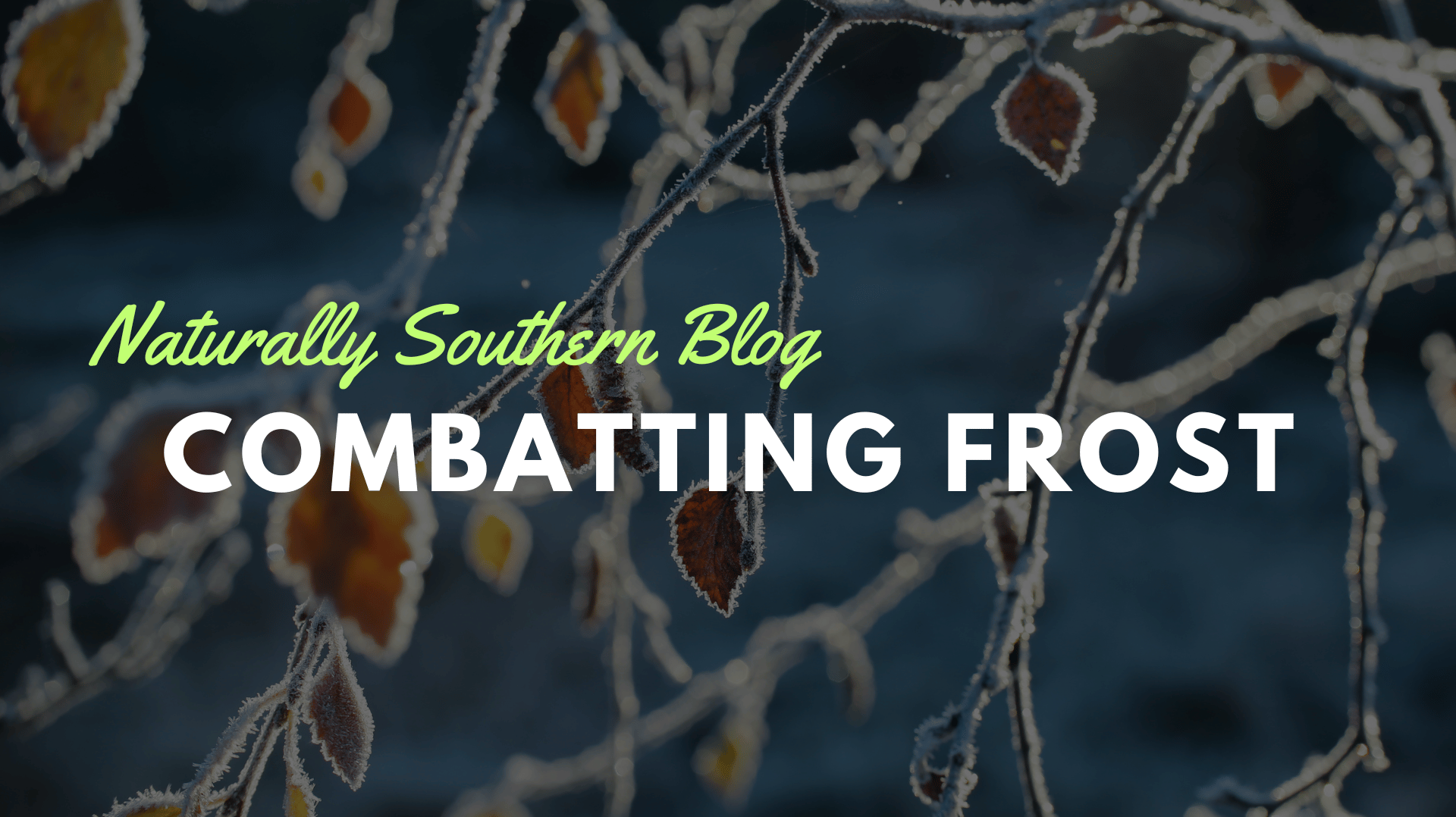 Comprehensive Guide to Guarding Your Garden Against Frost - Southern Seeds