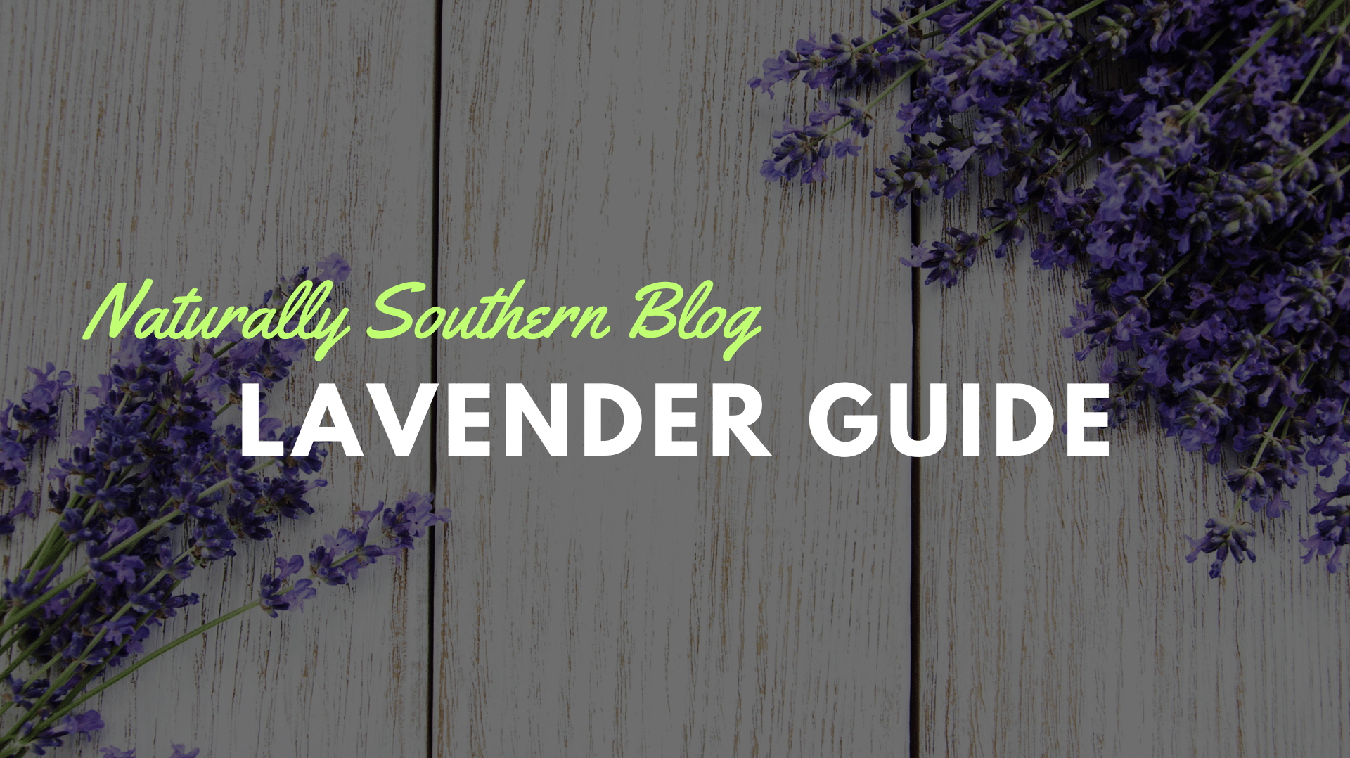 Cultivate Calm: Your Essential Guide to Lavender - Southern Seeds