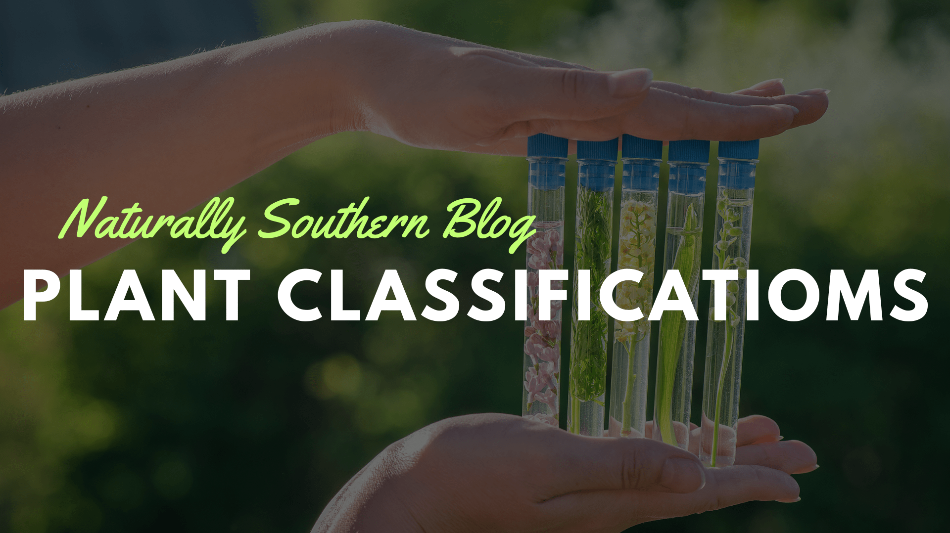 Decoding Botany: Making Sense of Plant Classification - Southern Seeds