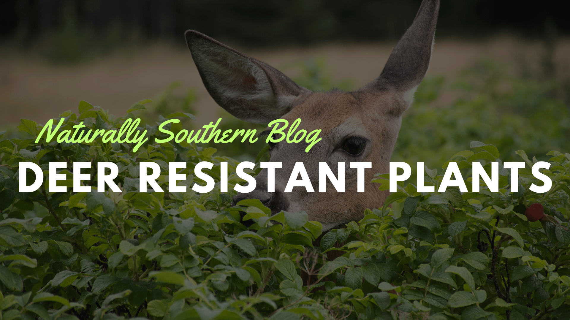 Deer vs. Garden: 30 Plants That Will Win the Battle - Southern Seeds