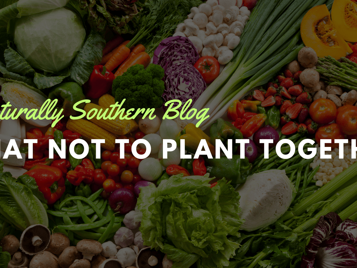 Friends or Foes? Garden Companions to Avoid - Southern Seeds