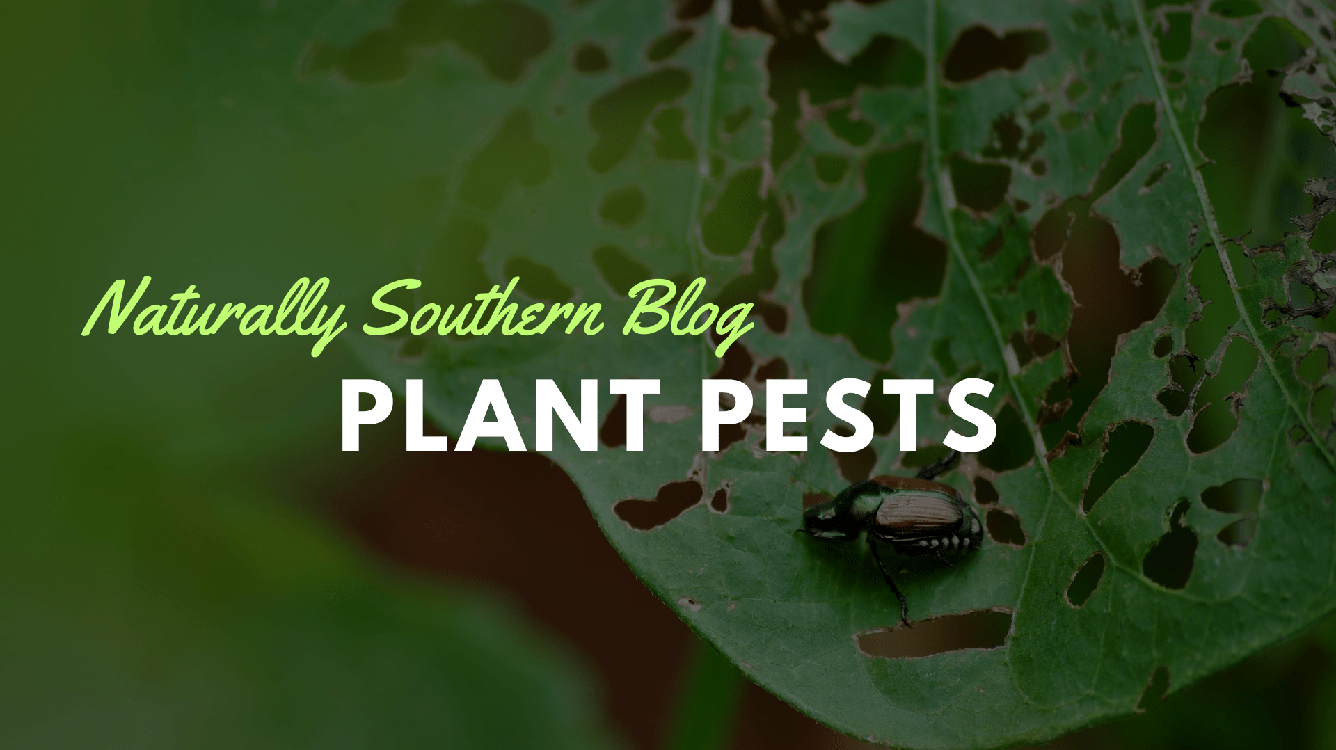 From Aphids to Whiteflies: The Ultimate Guide to Garden Pests - Southern Seeds