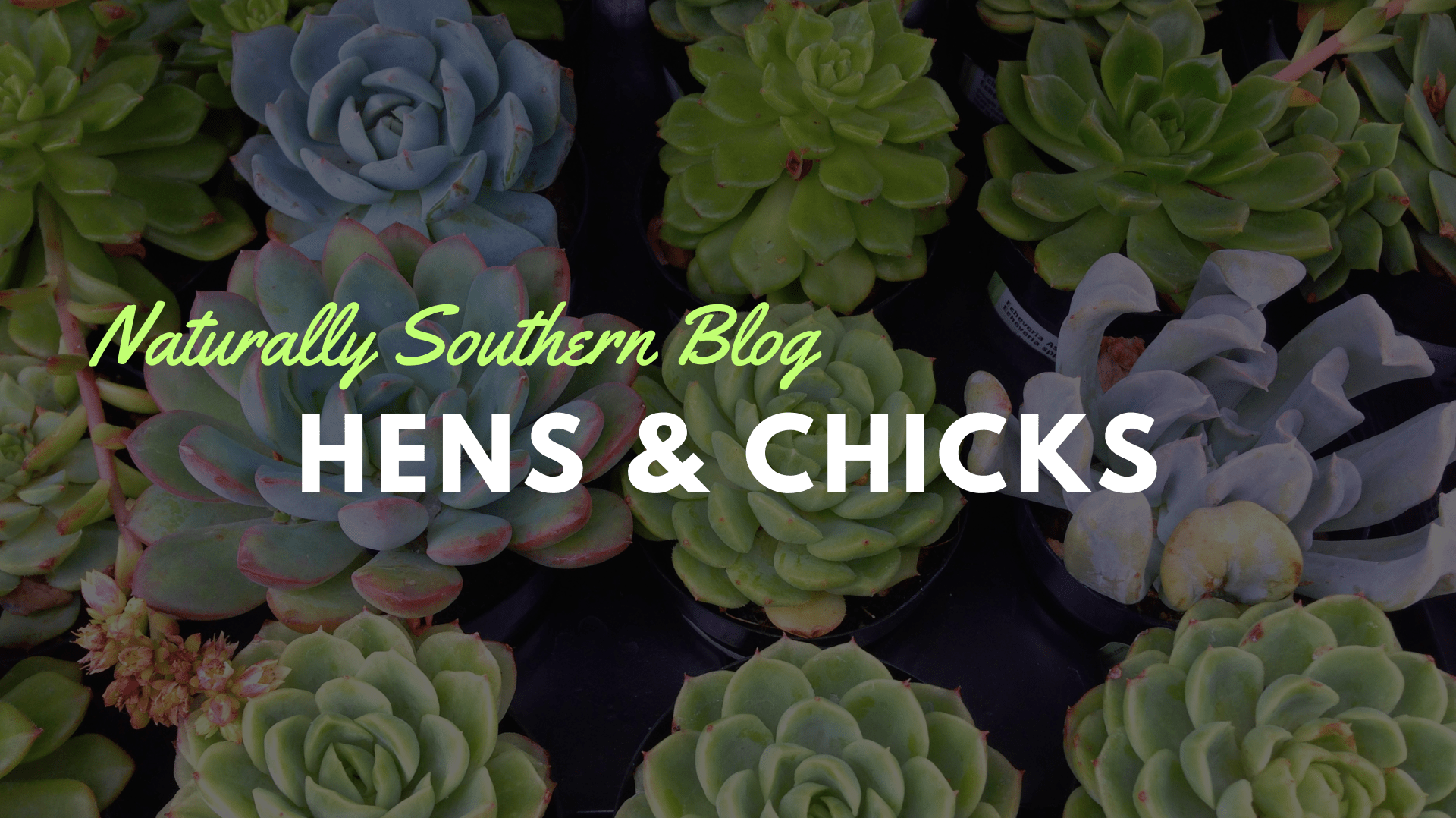 Hens and Chicks: The Hardy Succulents You Need in Your Garden - Southern Seeds