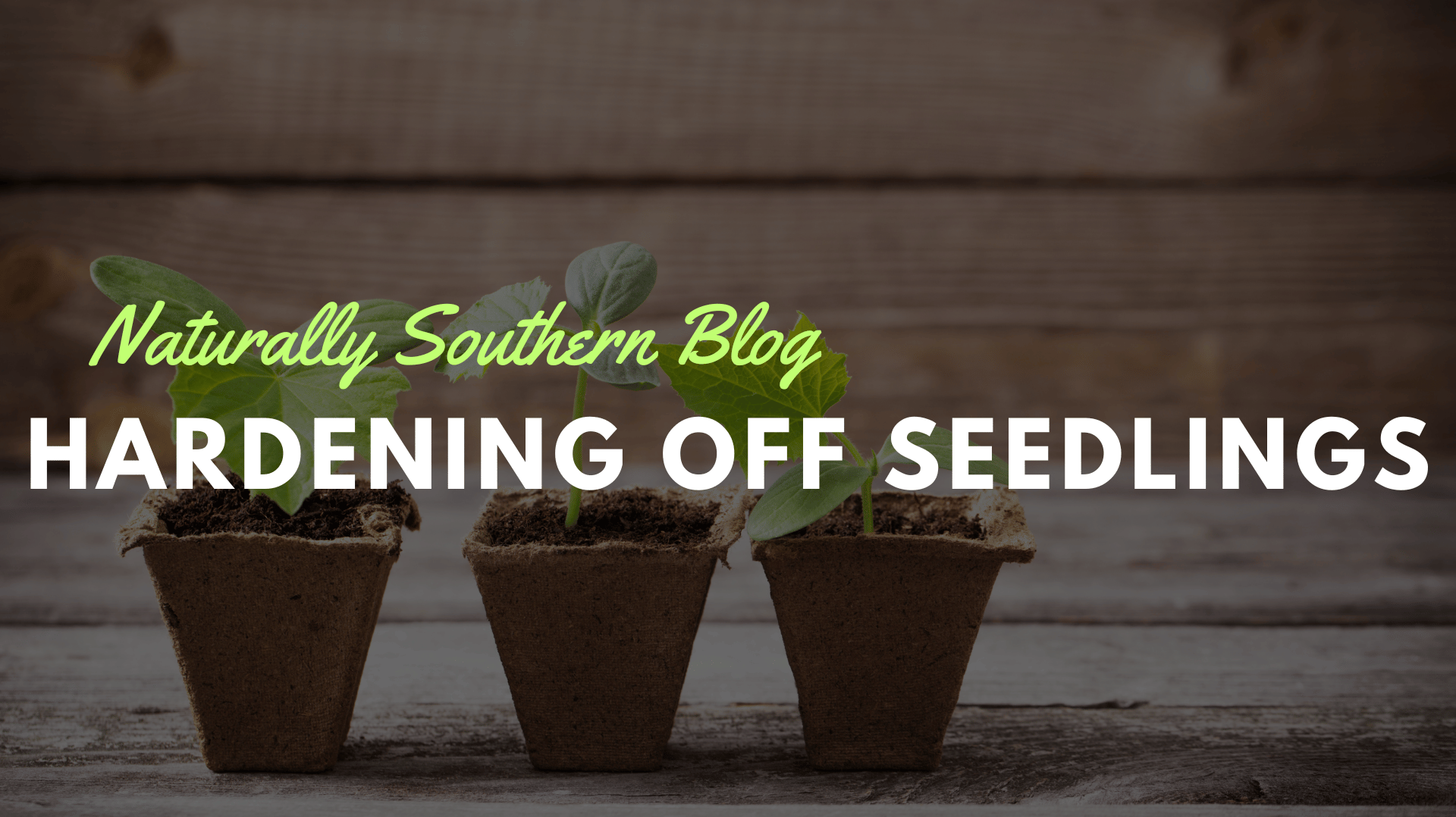 Mastering the Art of Hardening Off Seedlings - Southern Seeds