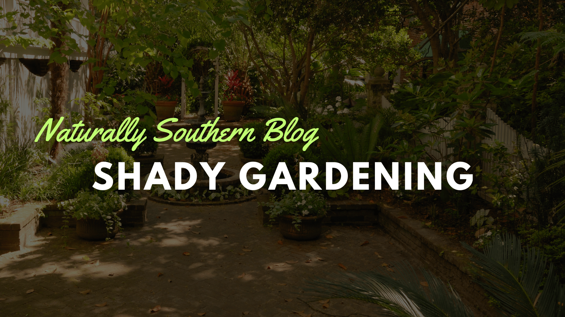 No Sun, No Problem: How to Create an Oasis in Low Light - Southern Seeds