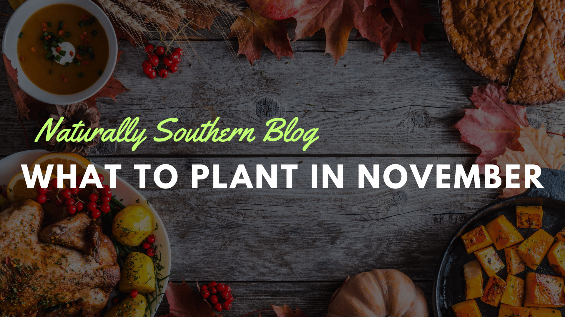 November Planting Guide: Best Vegetable and Herb Seeds to Start - Southern Seeds