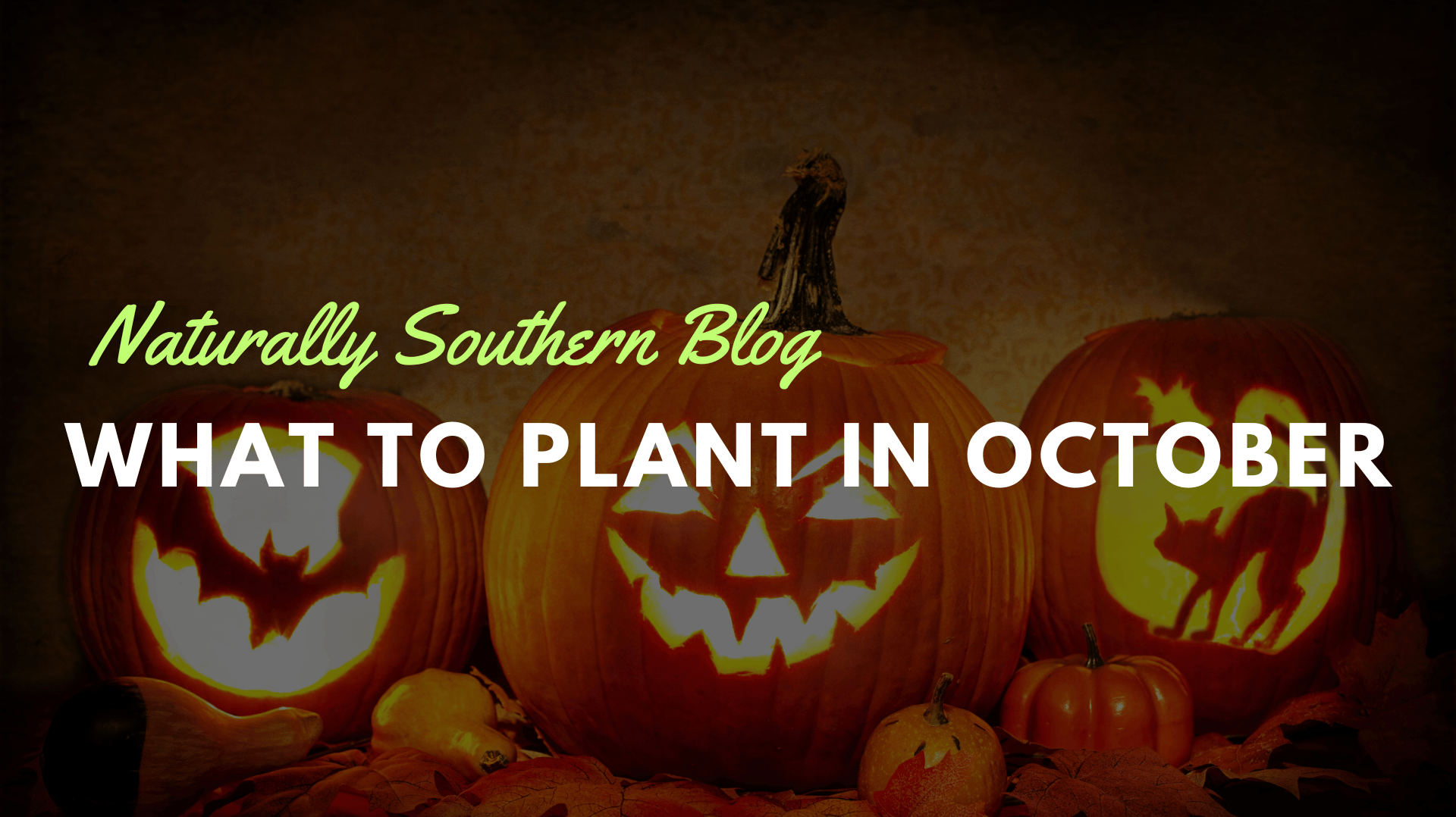 October Planting Guide: Best Vegetable & Herb Seeds to Start - Southern Seeds