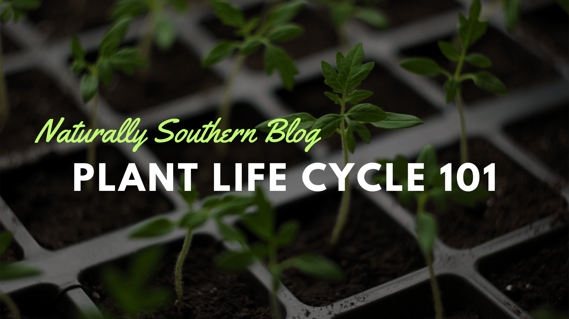 Plant Life Cycle 101: A Gardener's Guide to Growth & Care - Southern Seeds