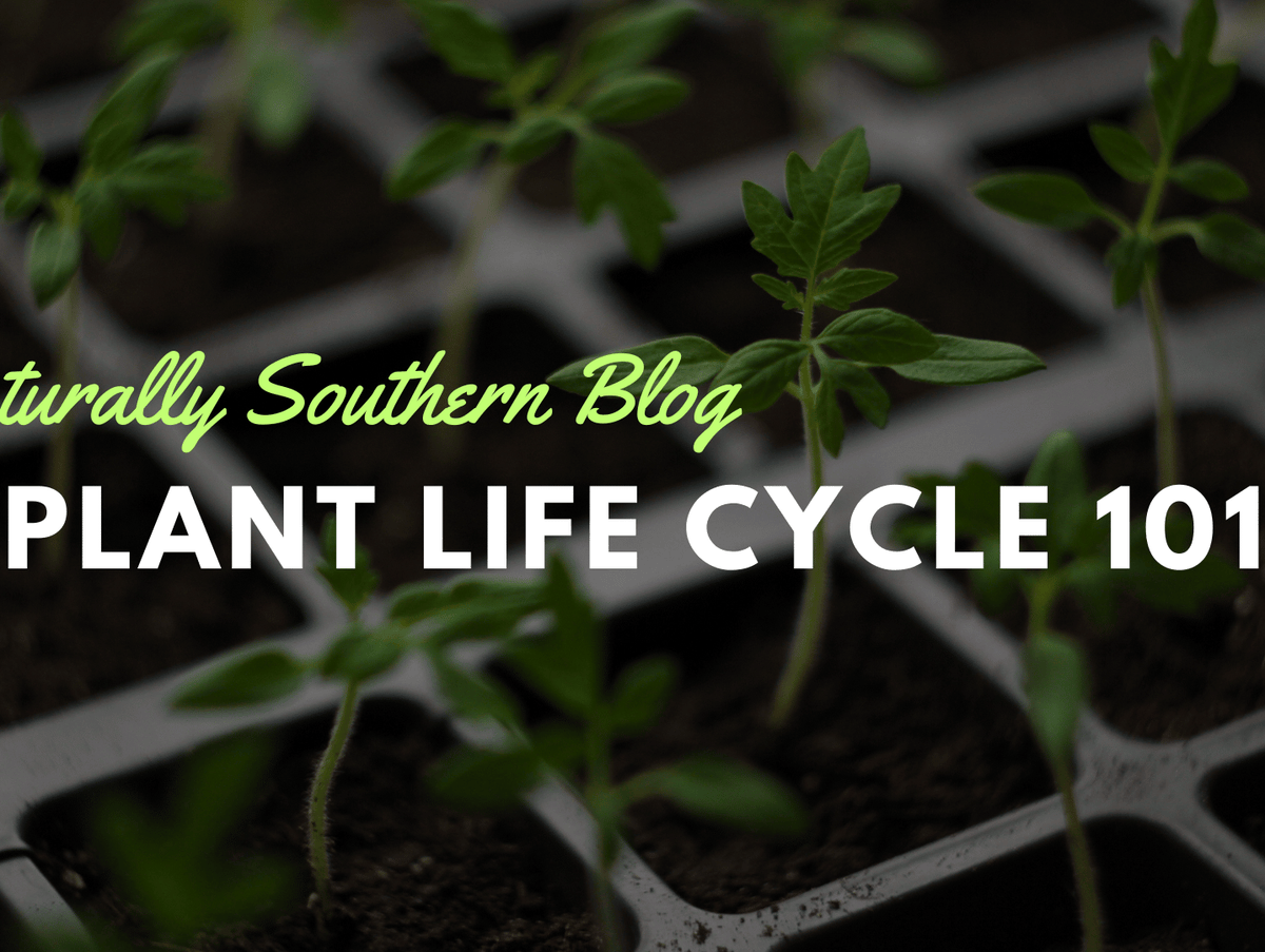 Plant Life Cycle 101: A Gardener's Guide to Growth & Care - Southern Seeds