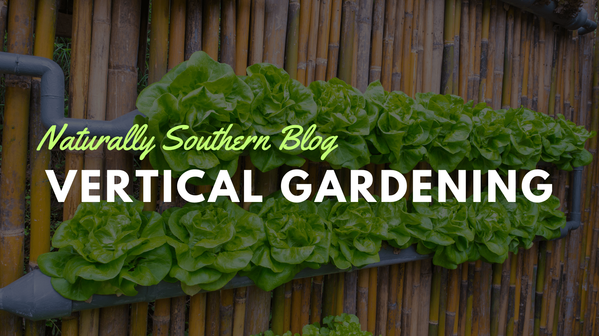 Reaching New Heights: The Advantages and Art of Vertical Gardening - Southern Seeds