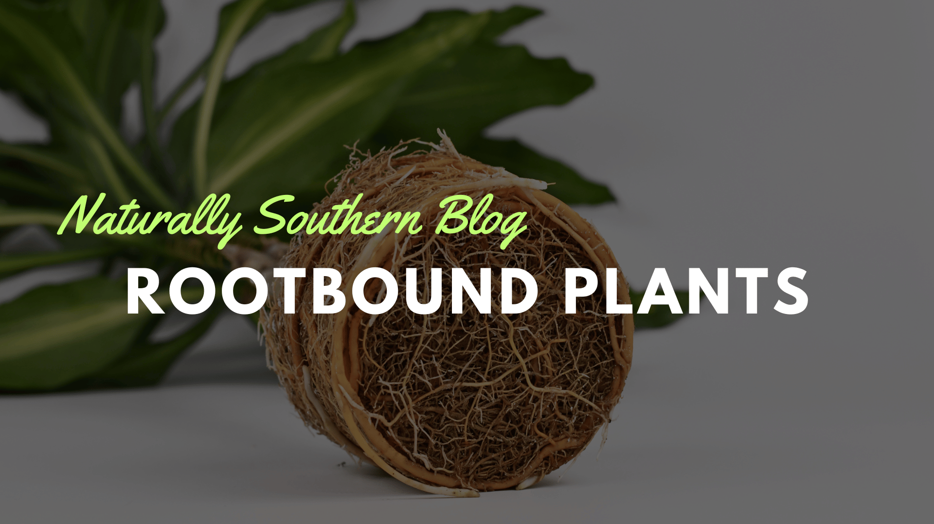 Rootbound Rescue: How to Save Your Plants from a Tangled Mess - Southern Seeds