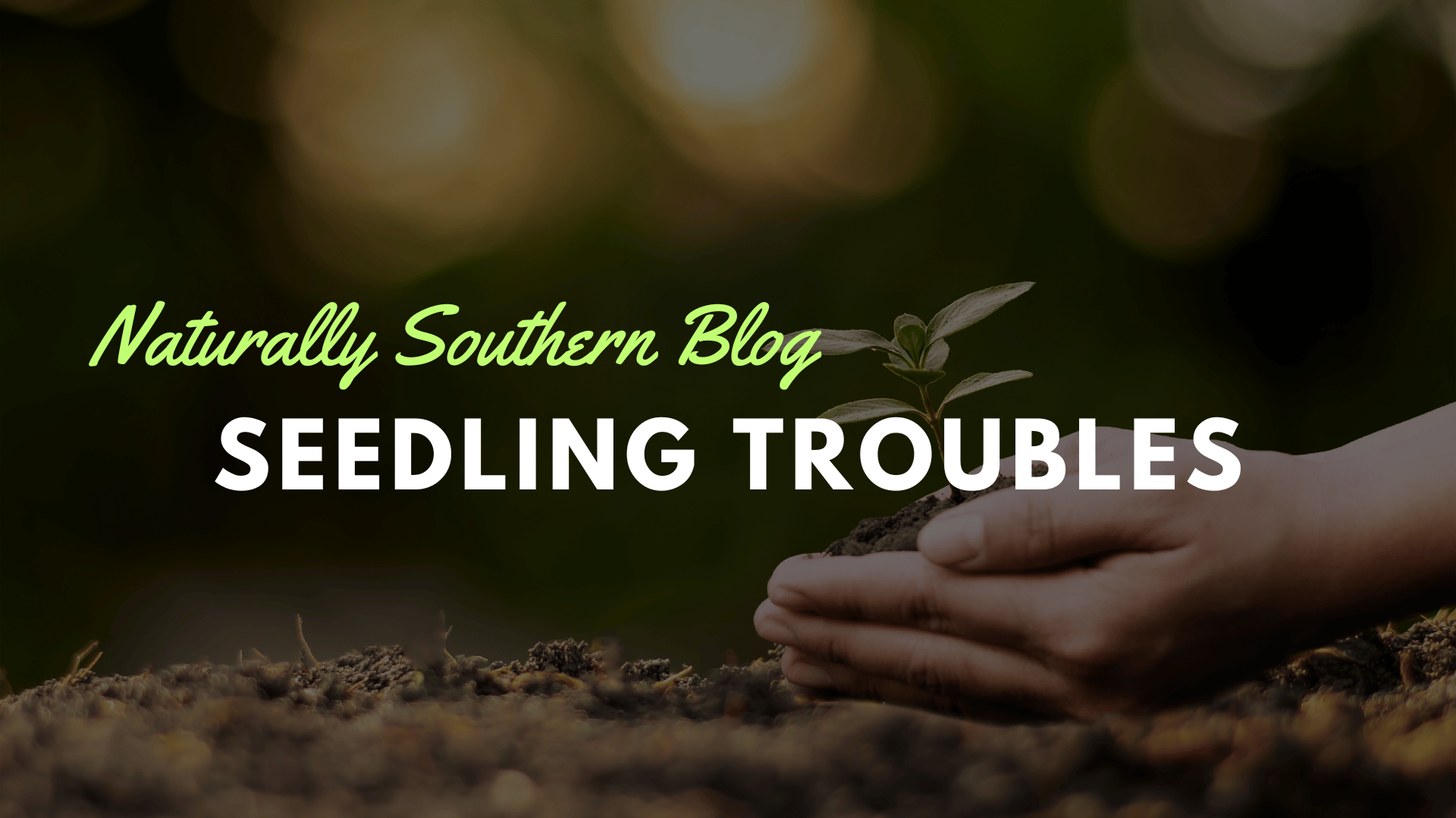 Seedling SOS: Why Your Baby Plants Are Dying and How to Save Them - Southern Seeds