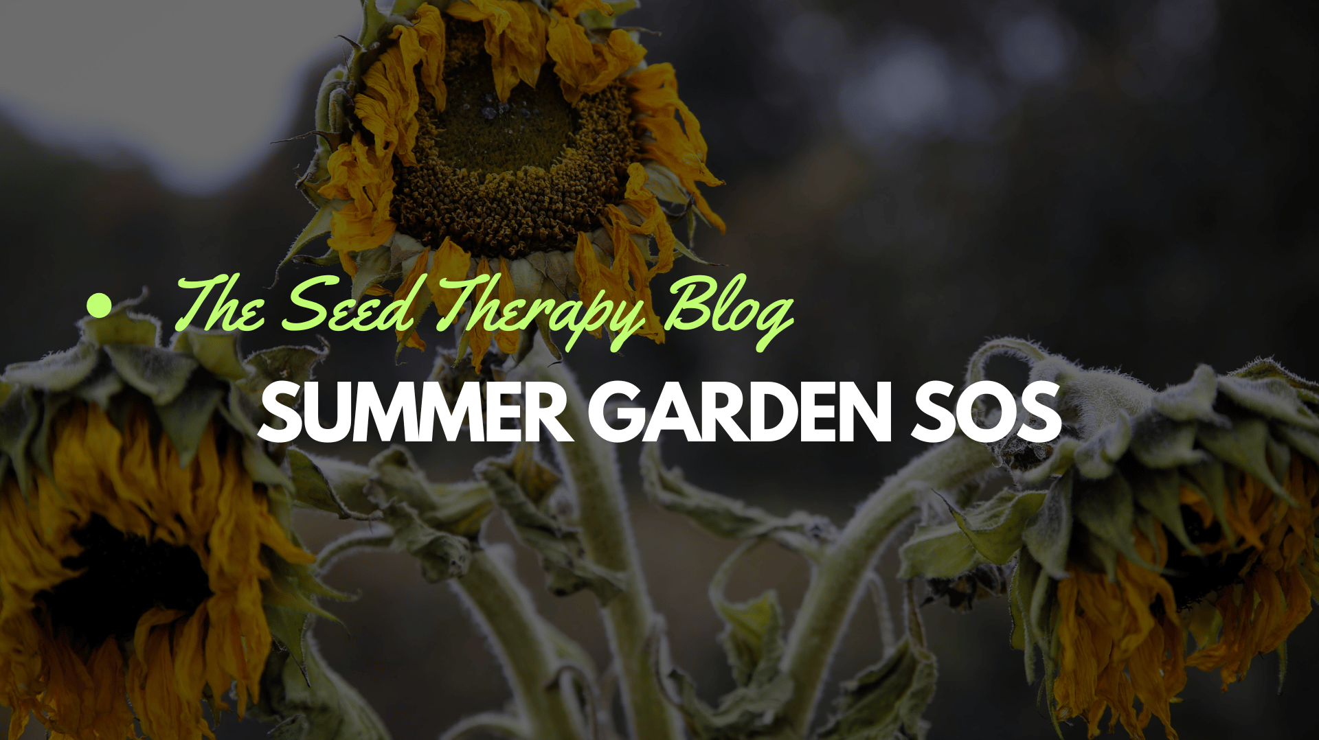 Summer Garden SOS: Heat Stress, Watering, Shade, and Survival Tips - Southern Seeds