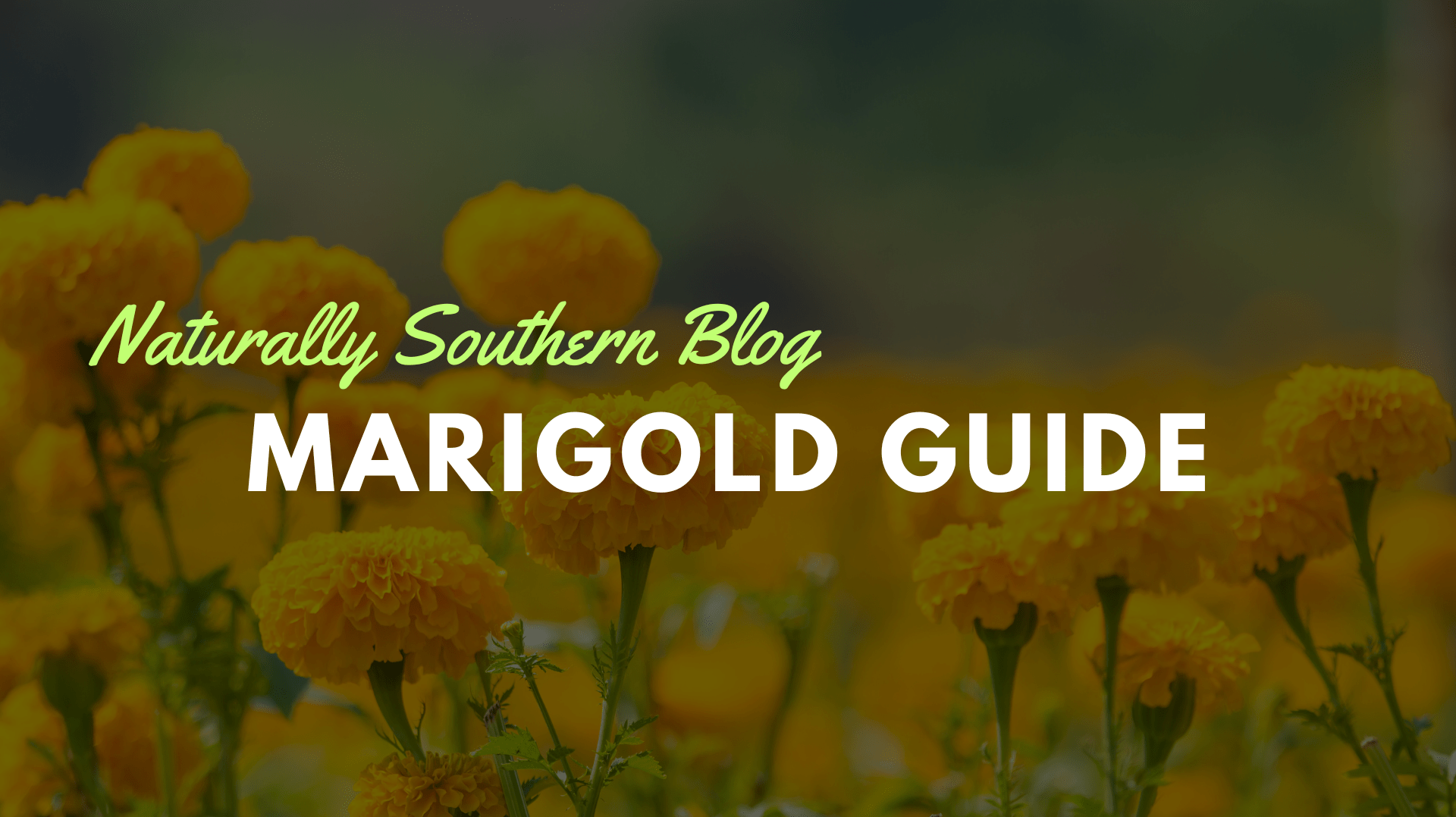 The Radiance of Marigolds: A Gardener’s Delight - Southern Seeds