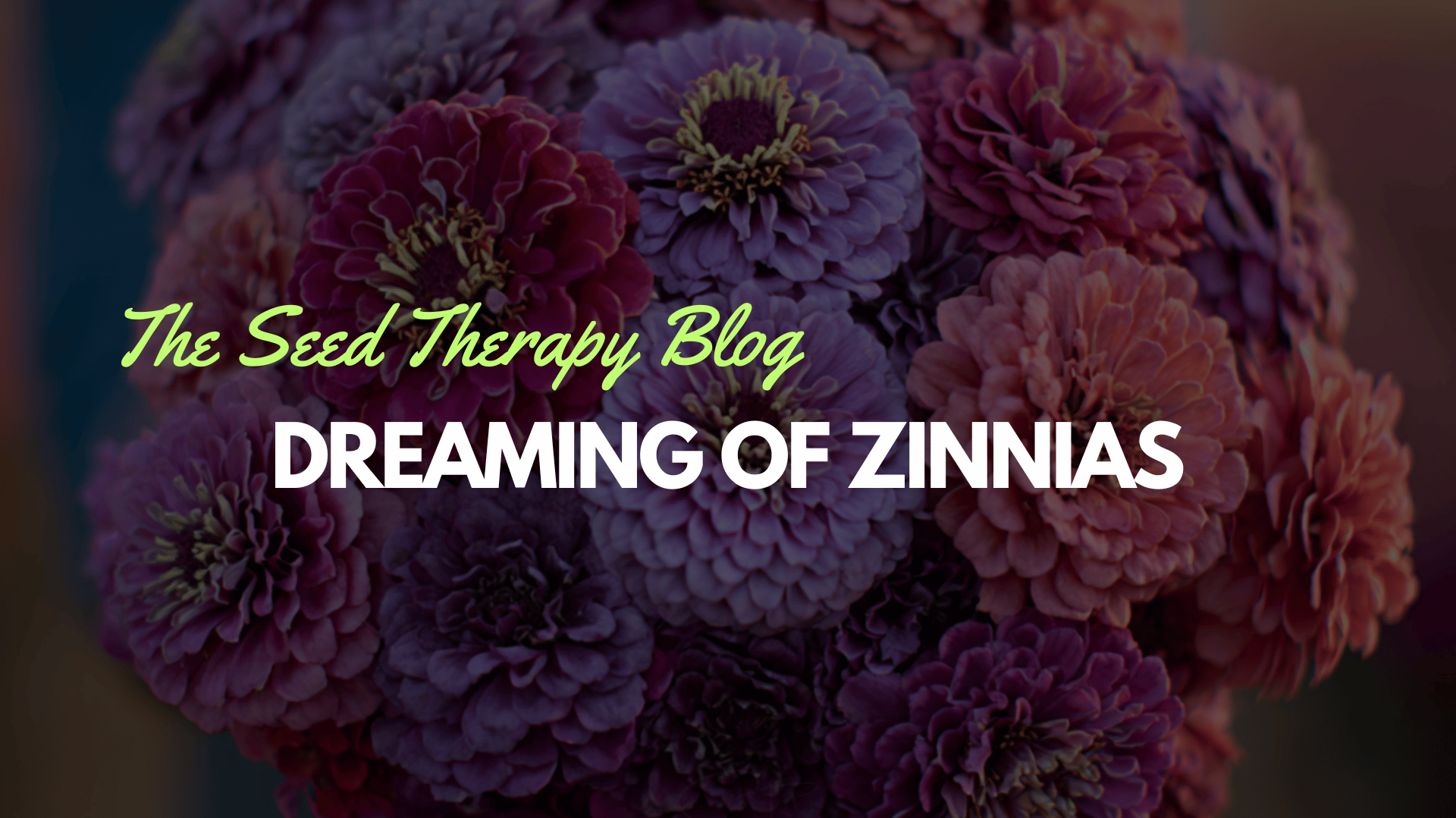 The Zinnia Mixes That Changed Everything - Southern Seeds