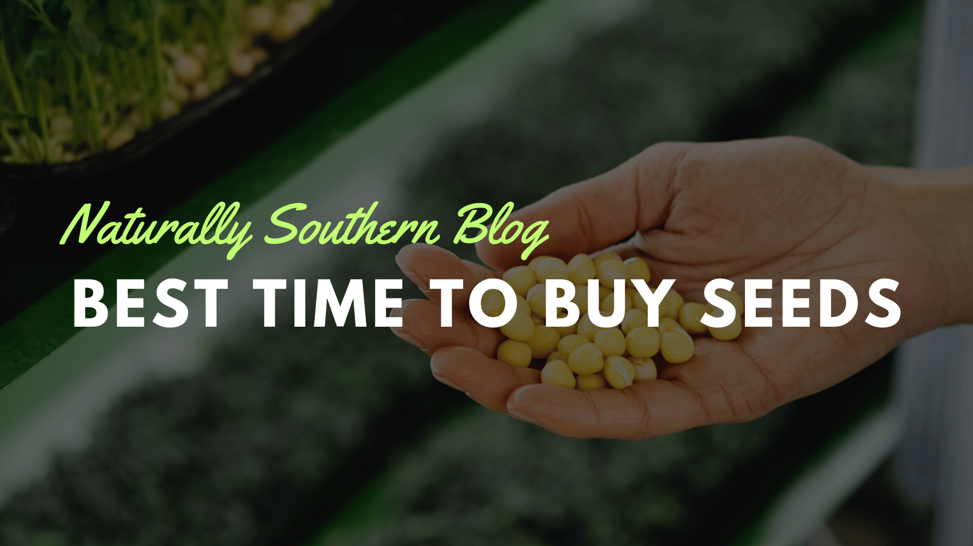 Why Now is the Perfect Time to Buy Your Garden Seeds - Southern Seeds