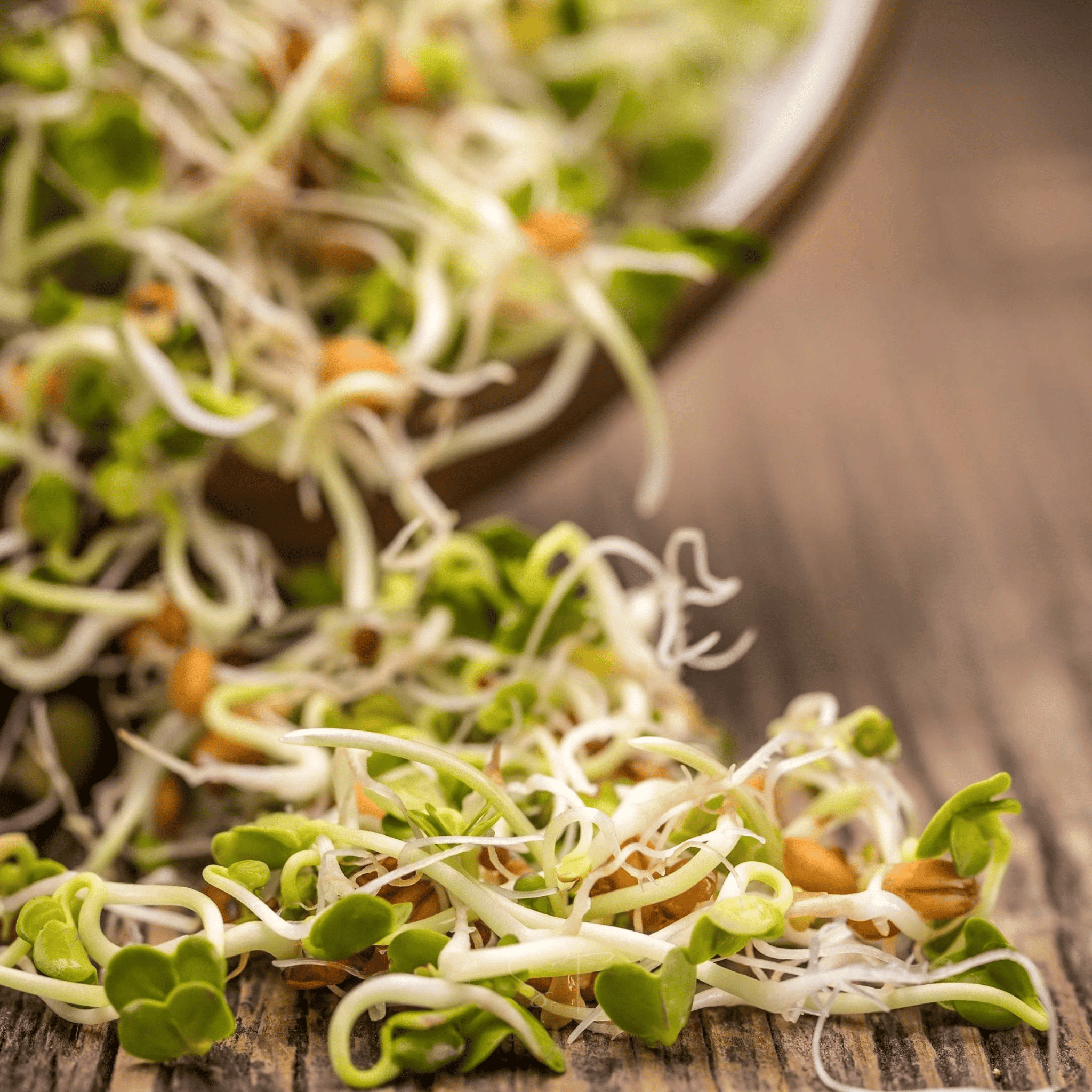 3 Part Sprout Mix – 1,000 Seeds seed packet from Seed Therapy – American - grown, heirloom seeds