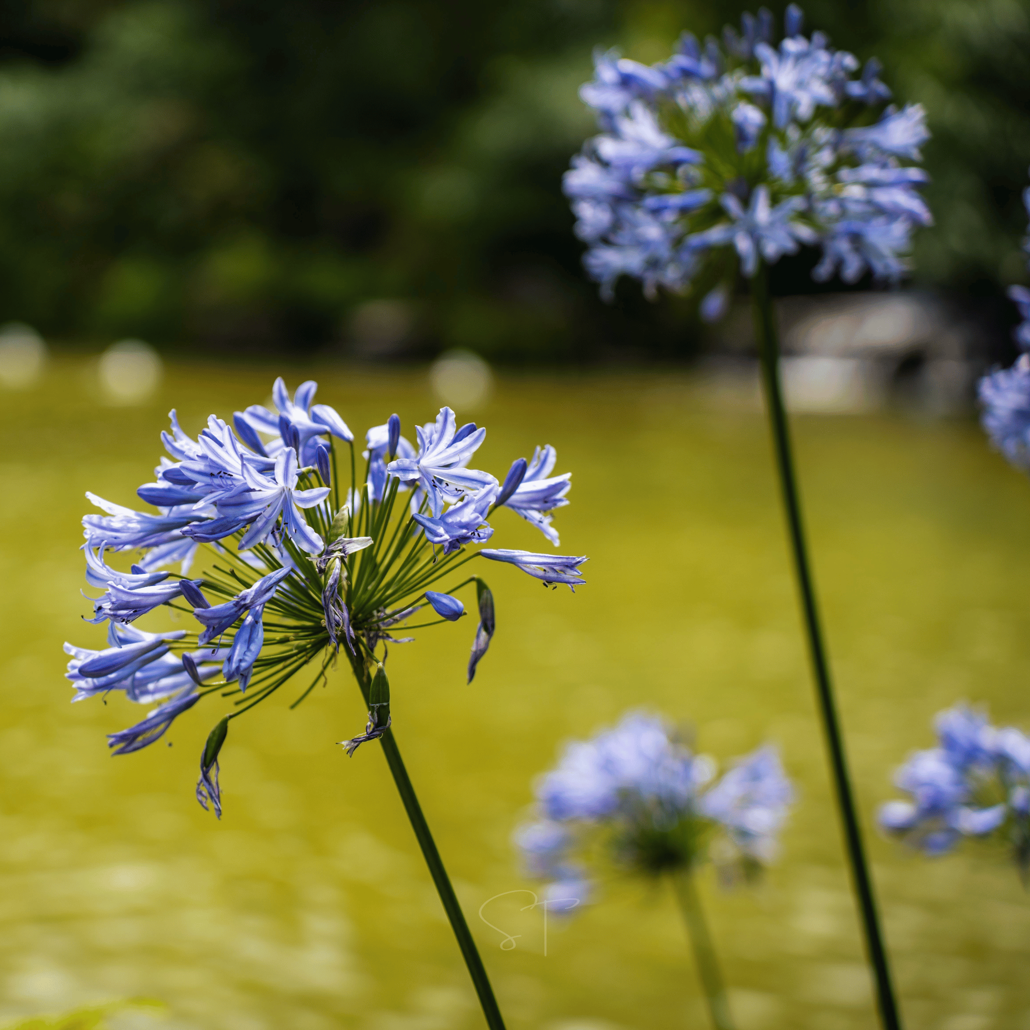 African Lily – 25 Seeds seed packet from Seed Therapy – American - grown, heirloom seeds