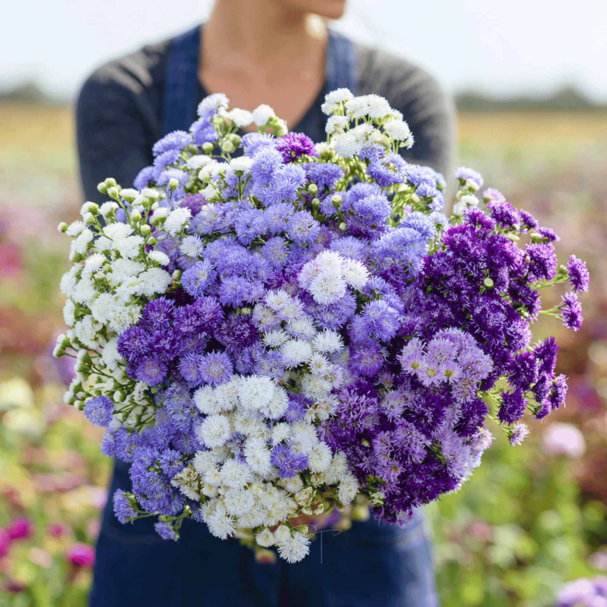 Ageratum Mix – 100 Seeds seed packet from Seed Therapy – American - grown, heirloom seeds