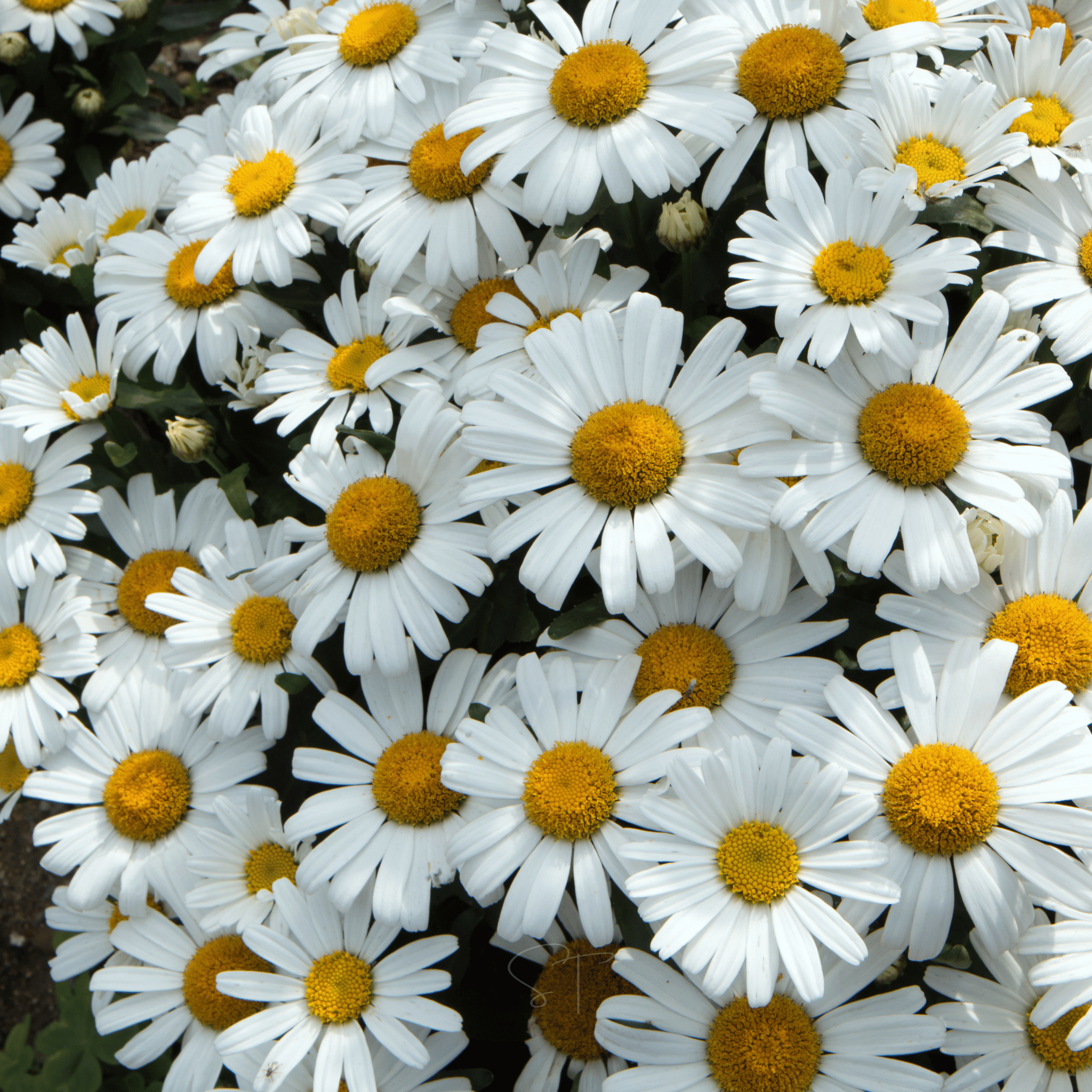 Alaska Shasta Daisy – 100 Seeds seed packet from Seed Therapy – American - grown, heirloom seeds