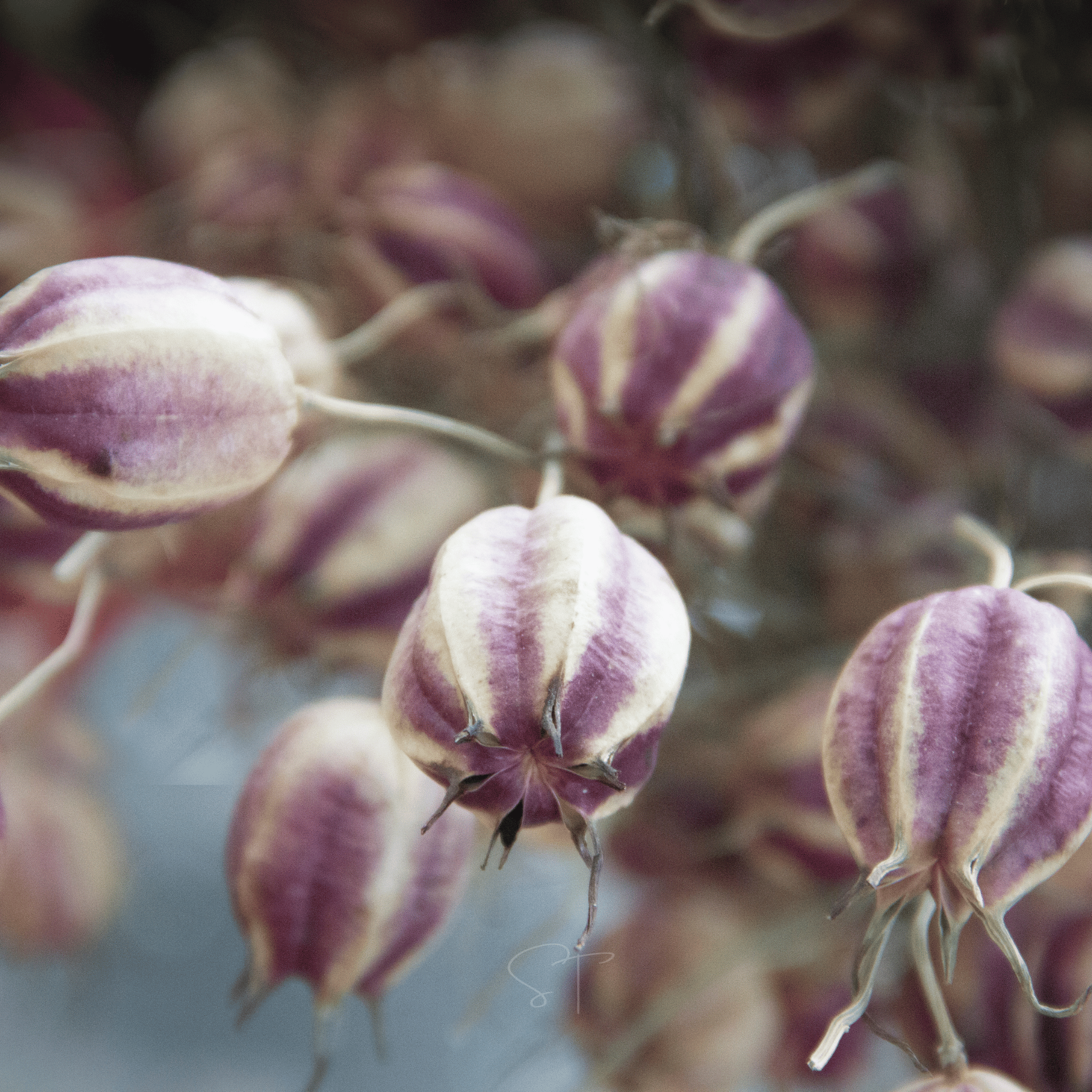 Albion Black Pods Love in a Mist – 100 Seeds seed packet from Seed Therapy – American - grown, heirloom seeds