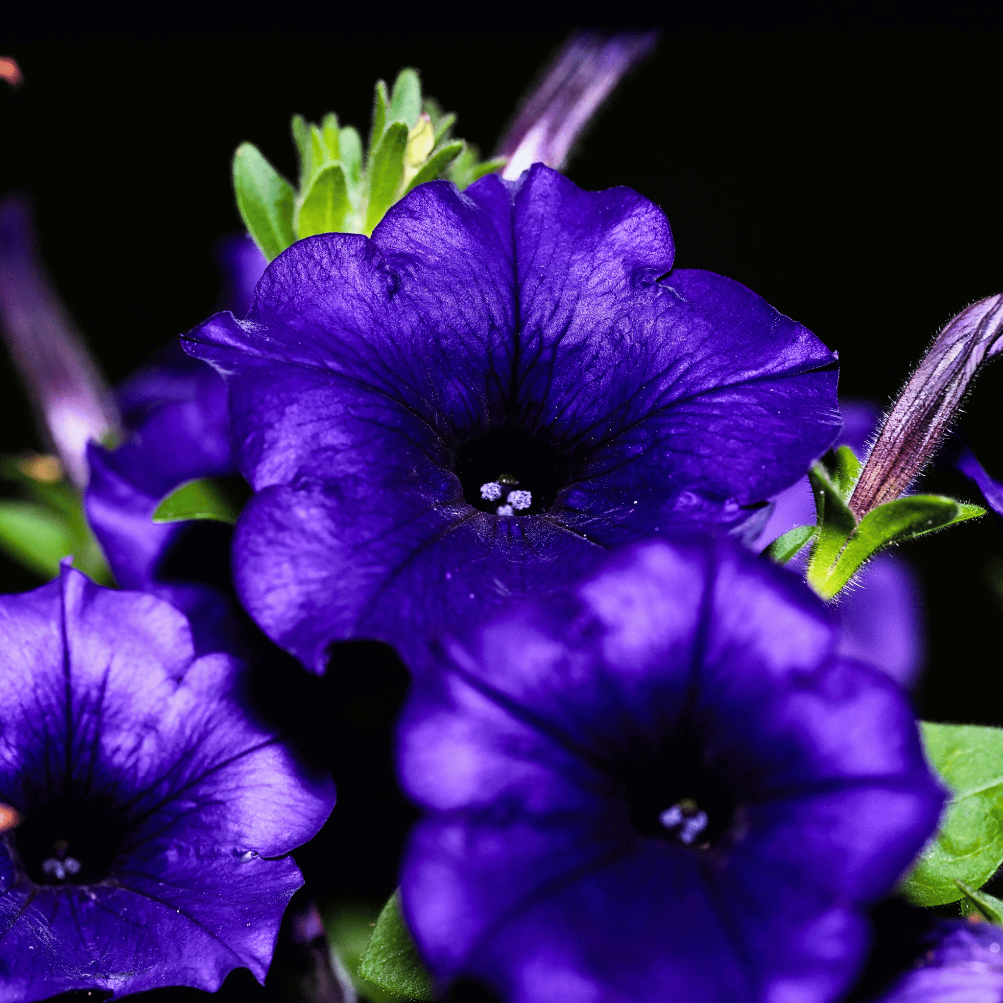 Alderman Blue Petunia – 100 Seeds seed packet from Seed Therapy – American - grown, heirloom seeds