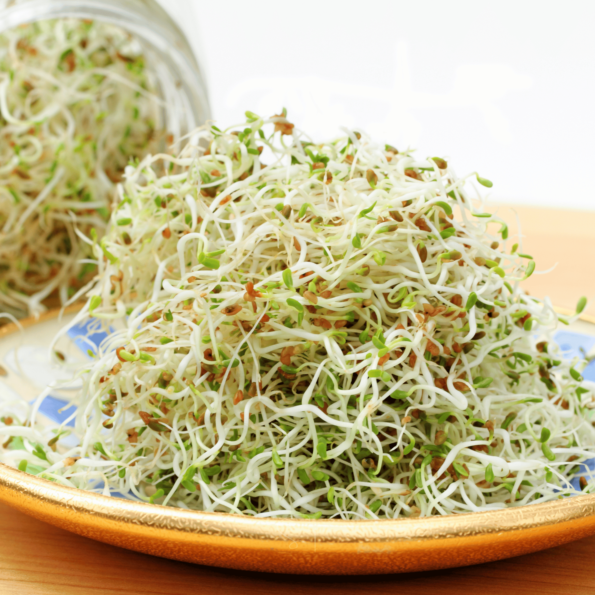 Alfalfa Sprout – 500 Seeds seed packet from Seed Therapy – American - grown, heirloom seeds