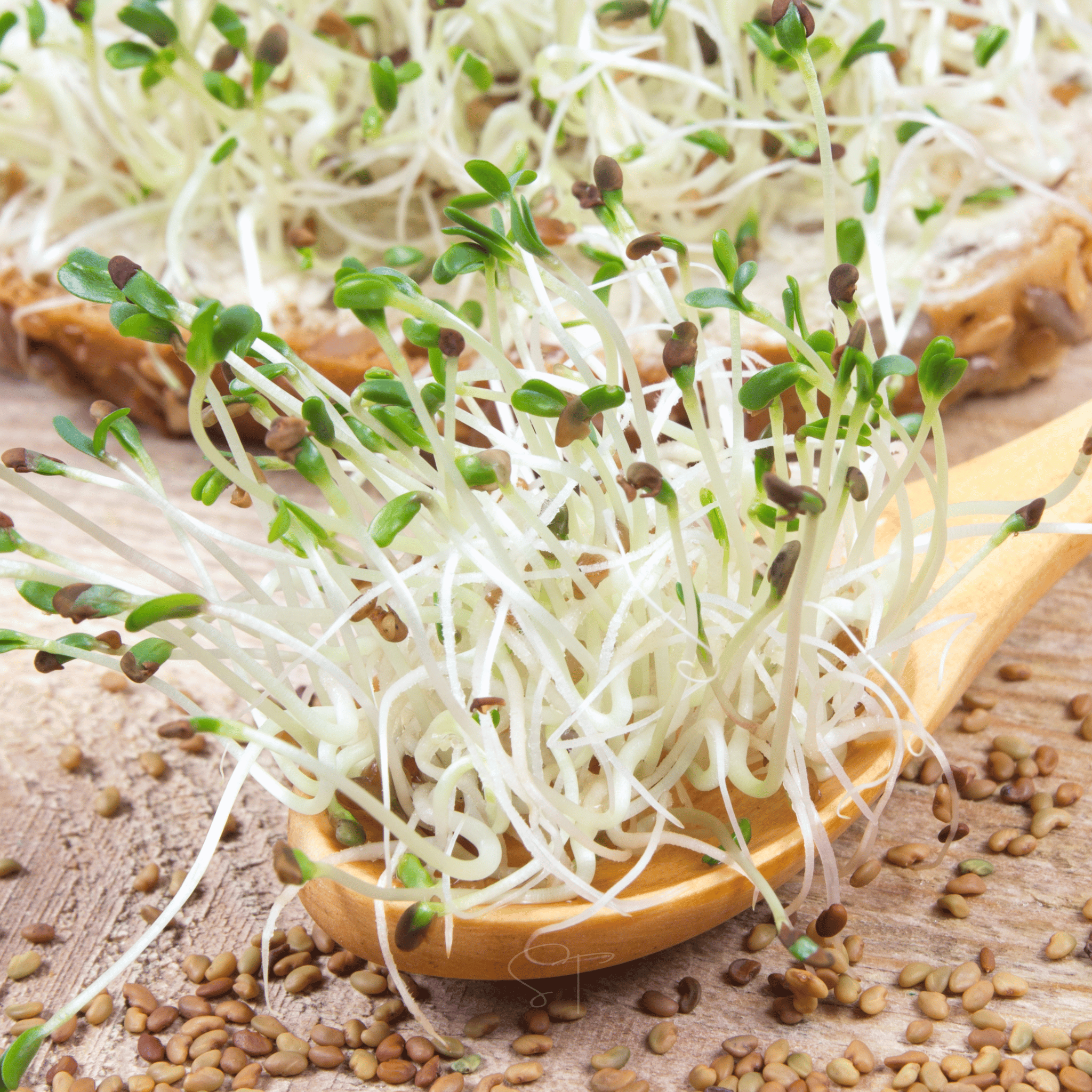 Alfalfa Sprout – 500 Seeds seed packet from Seed Therapy – American - grown, heirloom seeds