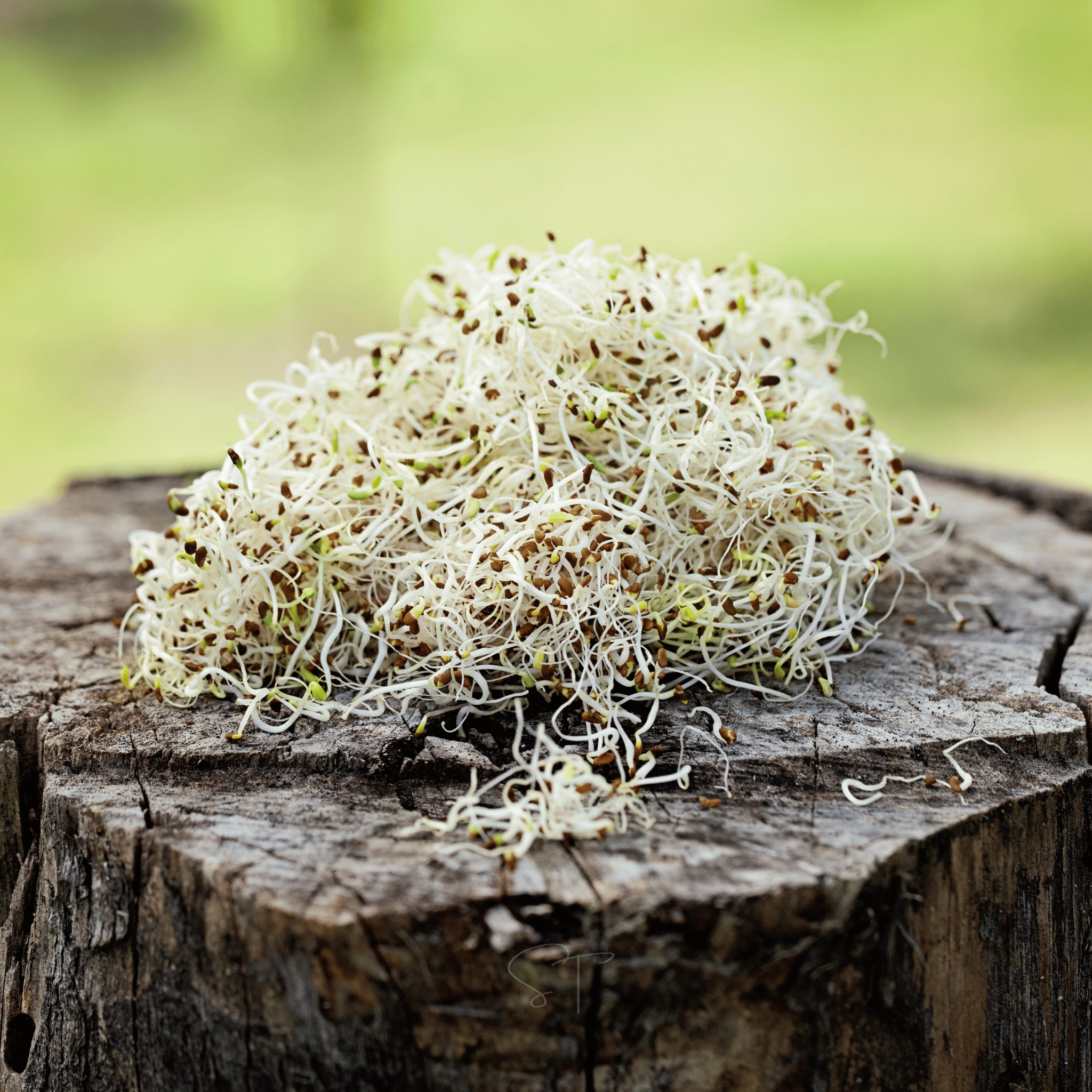 Alfalfa Sprout – 500 Seeds seed packet from Seed Therapy – American - grown, heirloom seeds