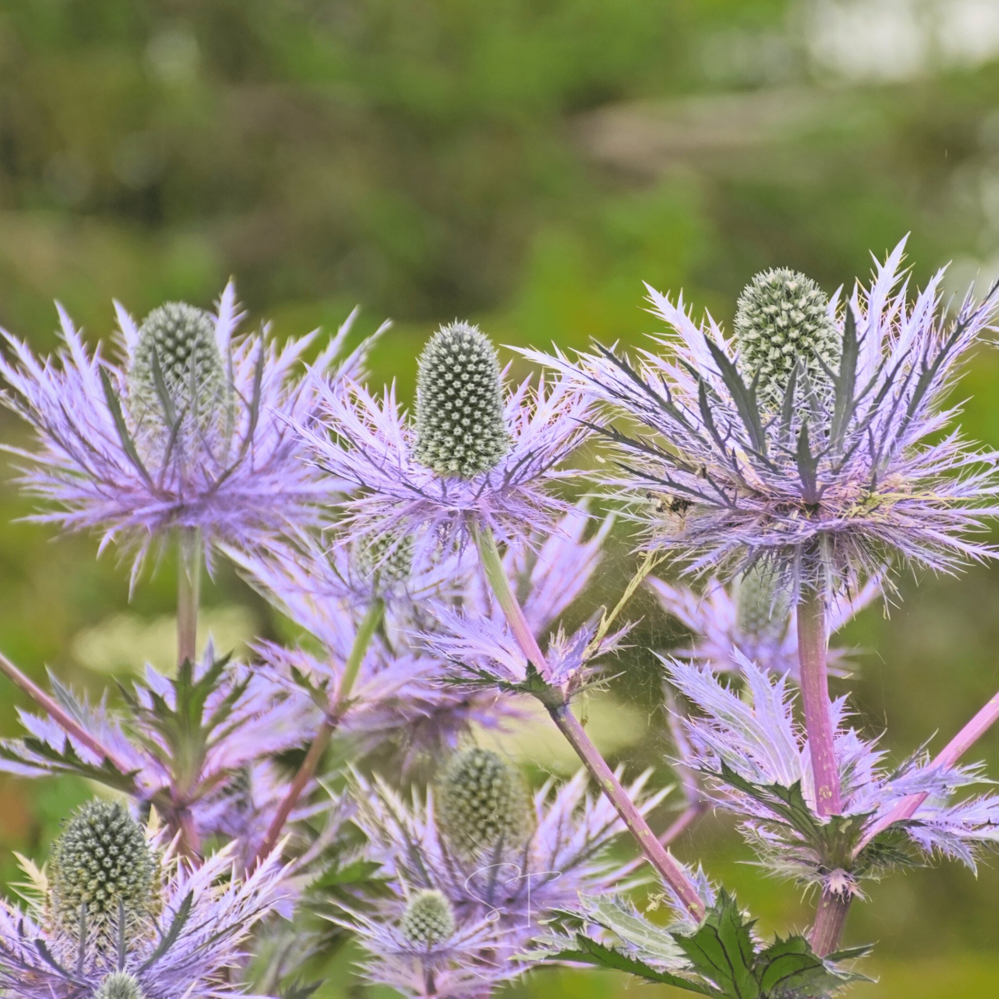 Alpine Sea Holly – 25 Seeds seed packet from Seed Therapy – American - grown, heirloom seeds