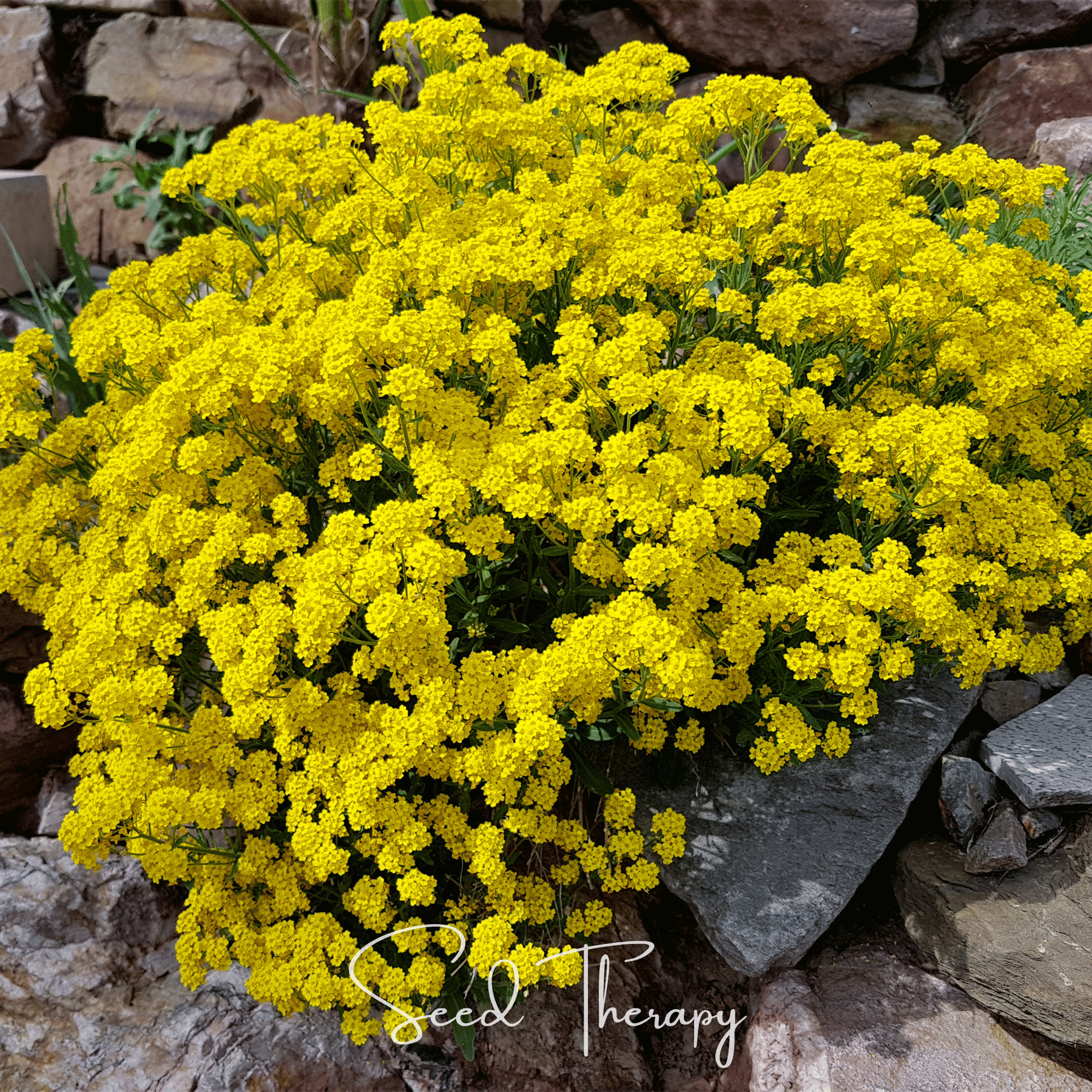 Alyssum, Basket of Gold (Alyssum saxatile) - 100 Seeds seed packet from Seed Therapy – American - grown, heirloom seeds