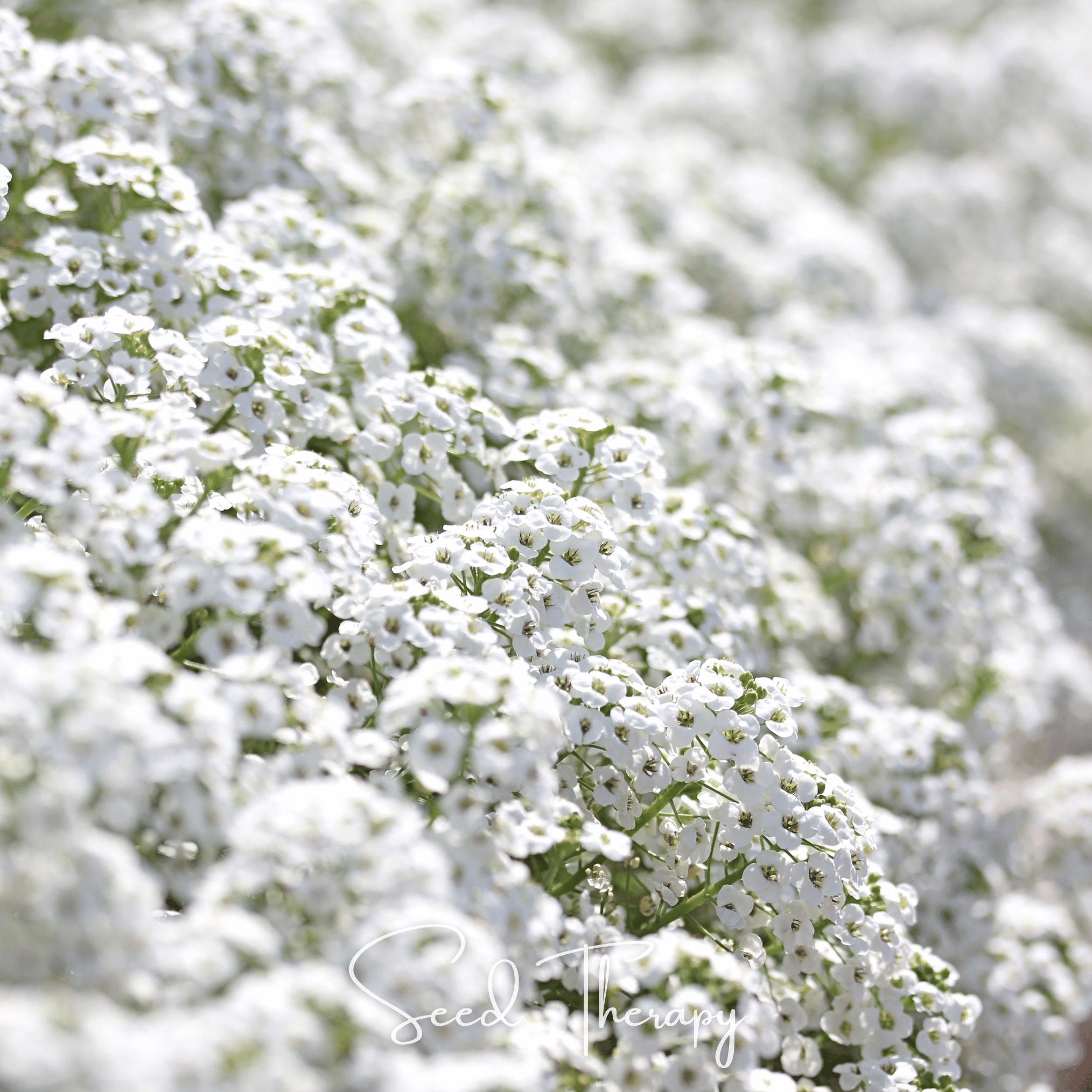 Alyssum, Carpet of Snow Sweet (Lobularia maritima) - 250 Seeds seed packet from Seed Therapy – American - grown, heirloom seeds