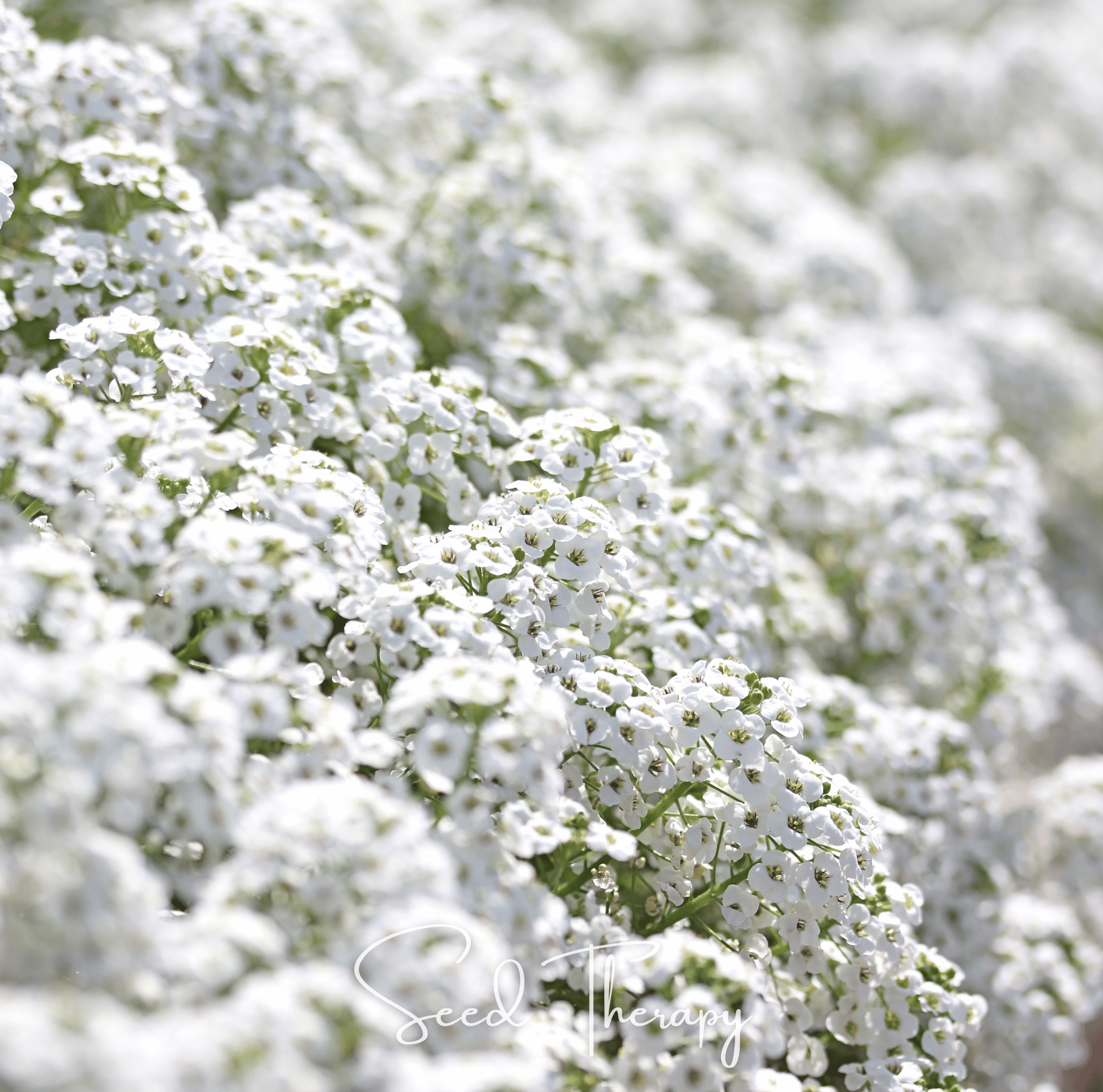 Alyssum, Carpet of Snow Sweet (Lobularia maritima) - 250 Seeds seed packet from Seed Therapy – American - grown, heirloom seeds
