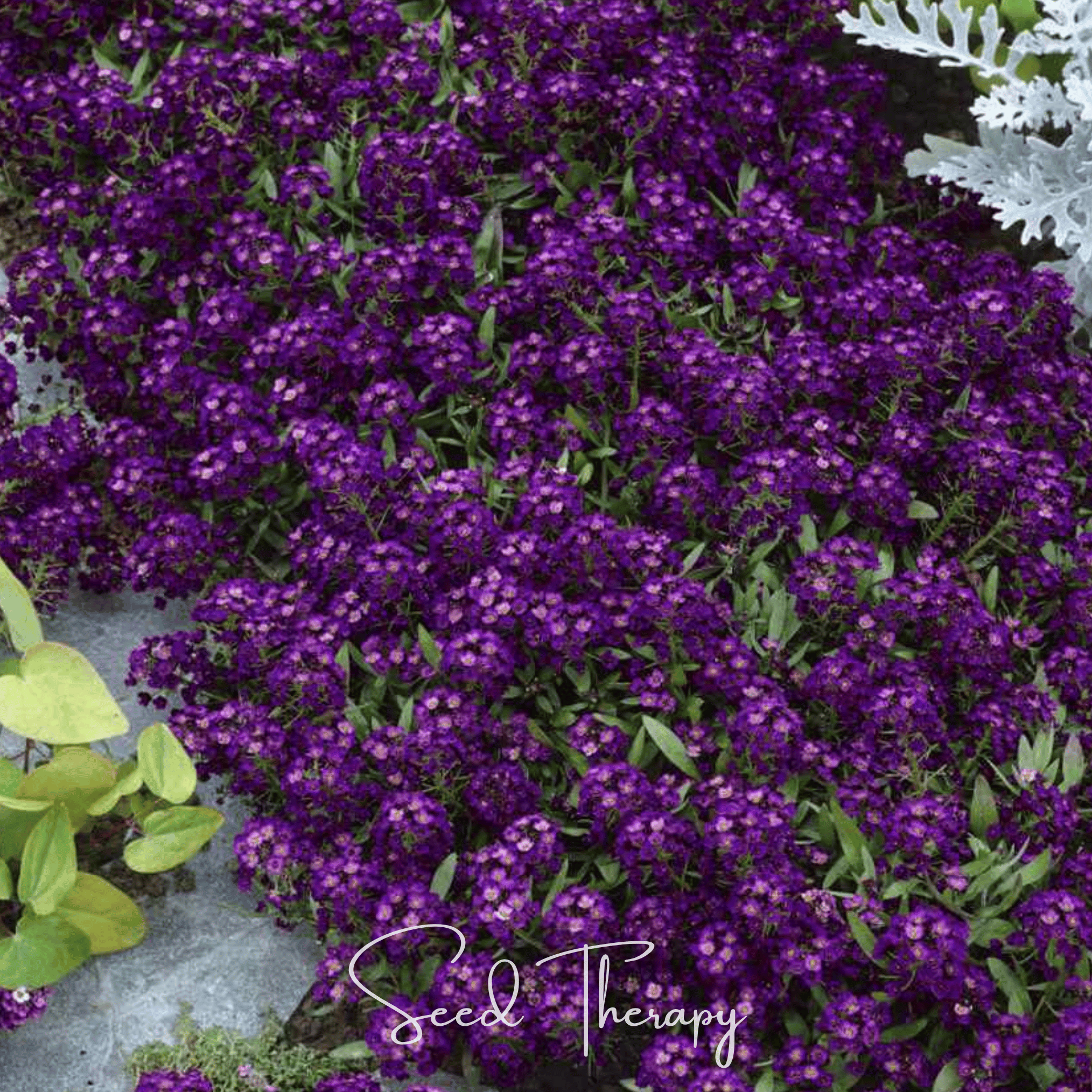 Alyssum, Oriental Nights (Lobularia maritima) - 100 Seeds seed packet from Seed Therapy – American - grown, heirloom seeds