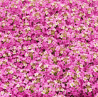 Alyssum, Pink Dwarf Sweet (Lobularia maritima) - 250 Seeds seed packet from Seed Therapy – American - grown, heirloom seeds