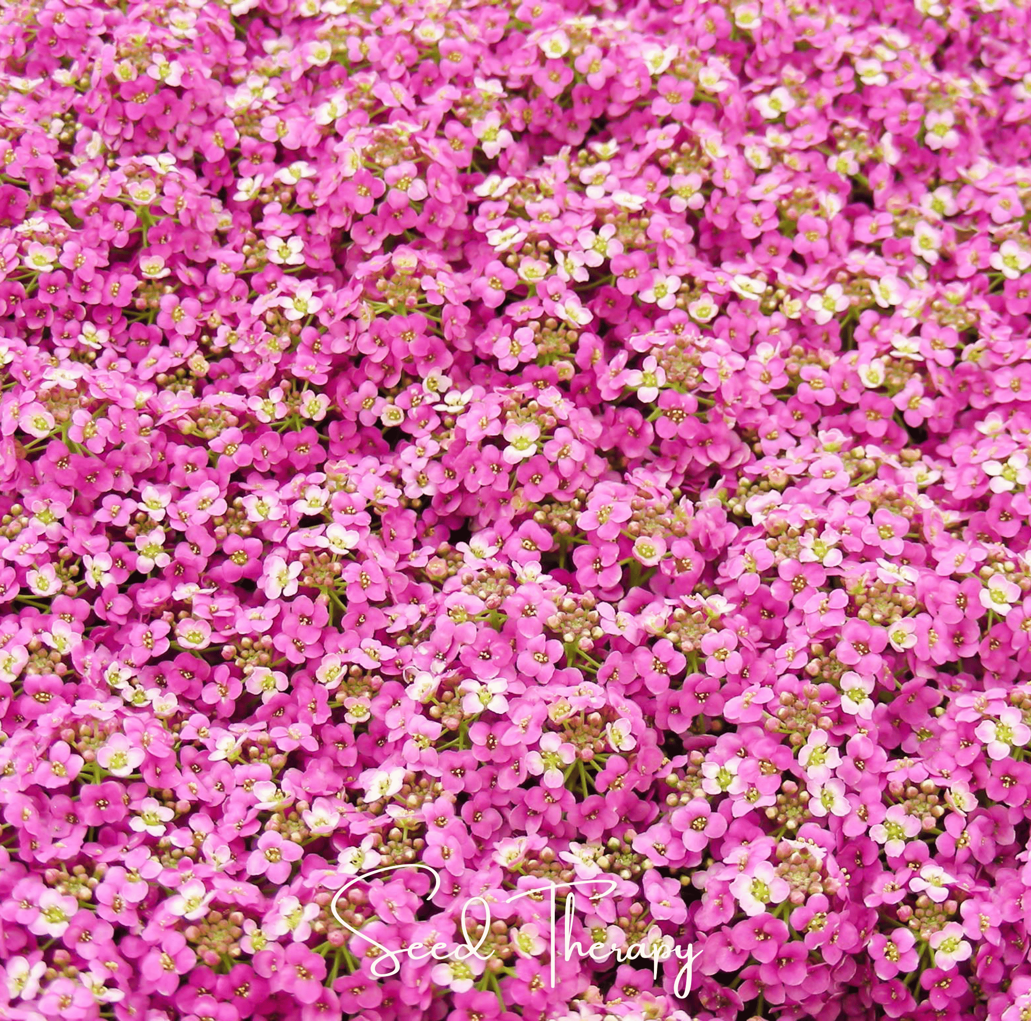 Alyssum, Pink Dwarf Sweet (Lobularia maritima) - 250 Seeds seed packet from Seed Therapy – American - grown, heirloom seeds