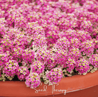 Alyssum, Pink Dwarf Sweet (Lobularia maritima) - 250 Seeds seed packet from Seed Therapy – American - grown, heirloom seeds