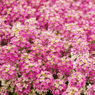 Alyssum, Pink Dwarf Sweet (Lobularia maritima) - 250 Seeds seed packet from Seed Therapy – American - grown, heirloom seeds