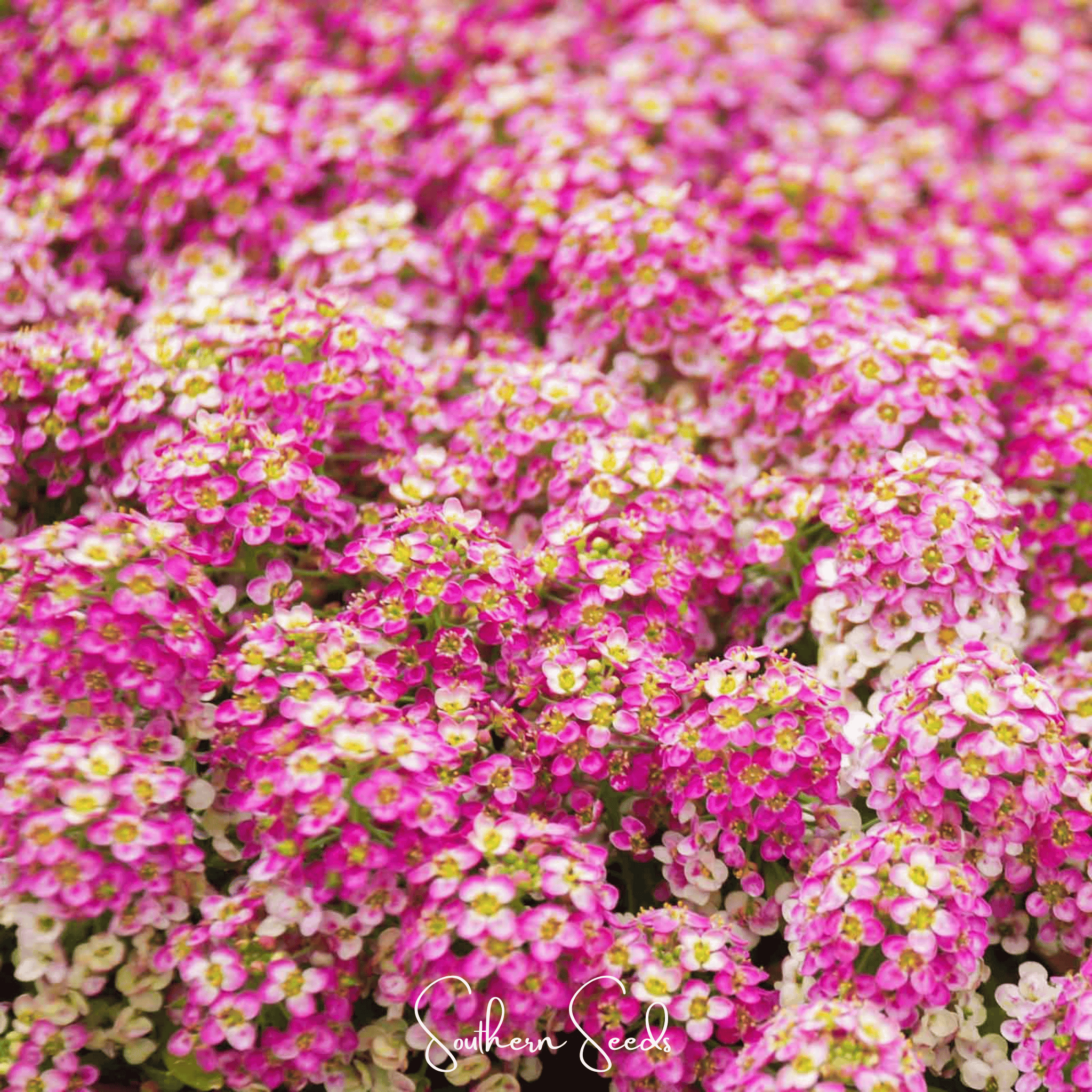 Alyssum, Pink Dwarf Sweet (Lobularia maritima) - 250 Seeds seed packet from Seed Therapy – American - grown, heirloom seeds