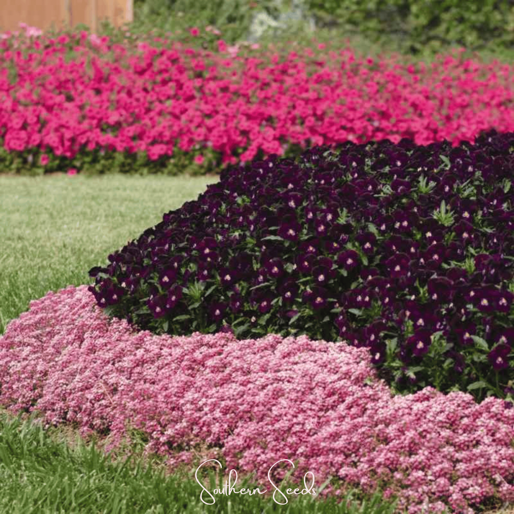 Alyssum, Pink Dwarf Sweet (Lobularia maritima) - 250 Seeds seed packet from Seed Therapy – American - grown, heirloom seeds