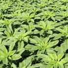 Amaranth, Green Callaloo (Amaranthus "Green Callaloo") - 250 Seeds seed packet from Seed Therapy – American - grown, heirloom seeds