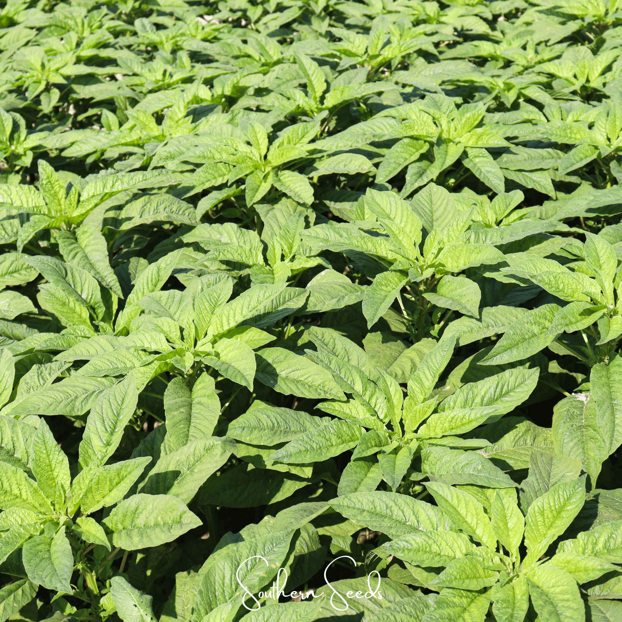 Amaranth, Green Callaloo (Amaranthus "Green Callaloo") - 250 Seeds seed packet from Seed Therapy – American - grown, heirloom seeds