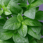 Amaranth, Green Callaloo (Amaranthus "Green Callaloo") - 250 Seeds seed packet from Seed Therapy – American - grown, heirloom seeds