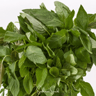 Amaranth, Green Callaloo (Amaranthus "Green Callaloo") - 250 Seeds seed packet from Seed Therapy – American - grown, heirloom seeds