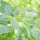 Amaranth, Green Callaloo (Amaranthus "Green Callaloo") - 250 Seeds seed packet from Seed Therapy – American - grown, heirloom seeds