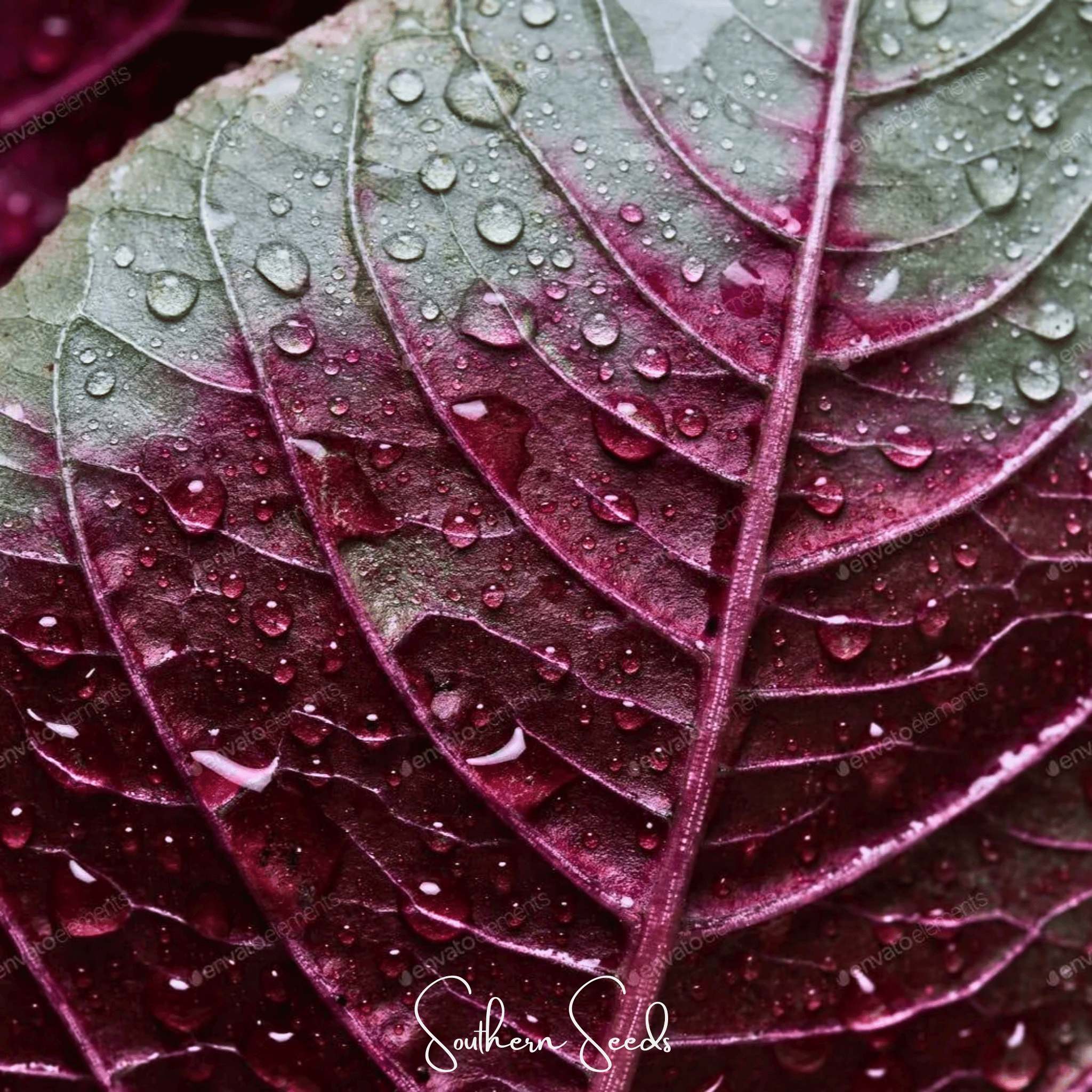 Amaranth, Midnight Red (Amaranthus tricolor 'Midnight Red') - 250 Seeds seed packet from Seed Therapy – American - grown, heirloom seeds